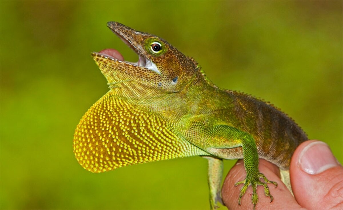 Lookalike Lizards and the Predictability of Evolution