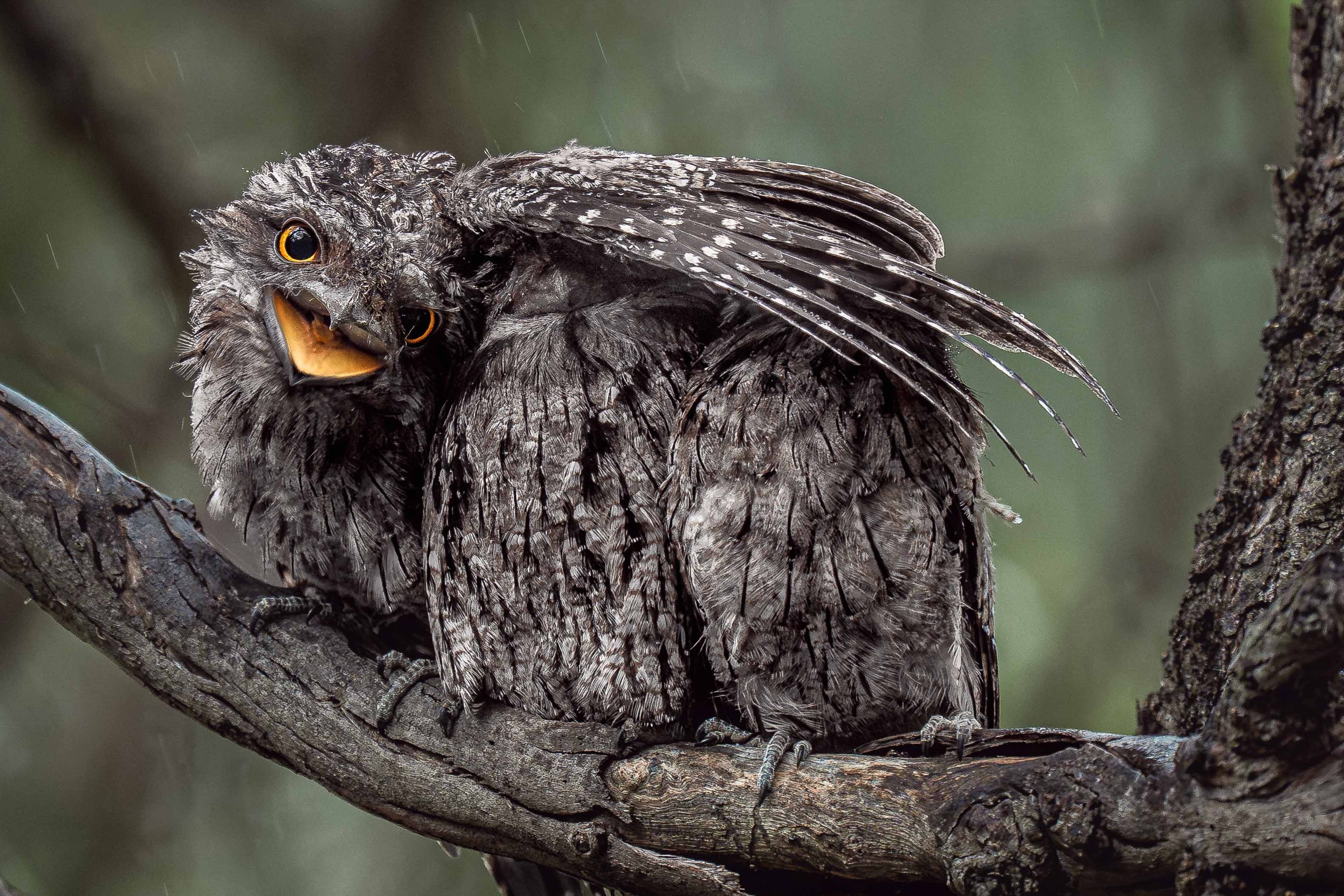 A dark grey bird with big eyes and an open mouth stretches its wing over two other grey birds as they all balance on a tree branch.