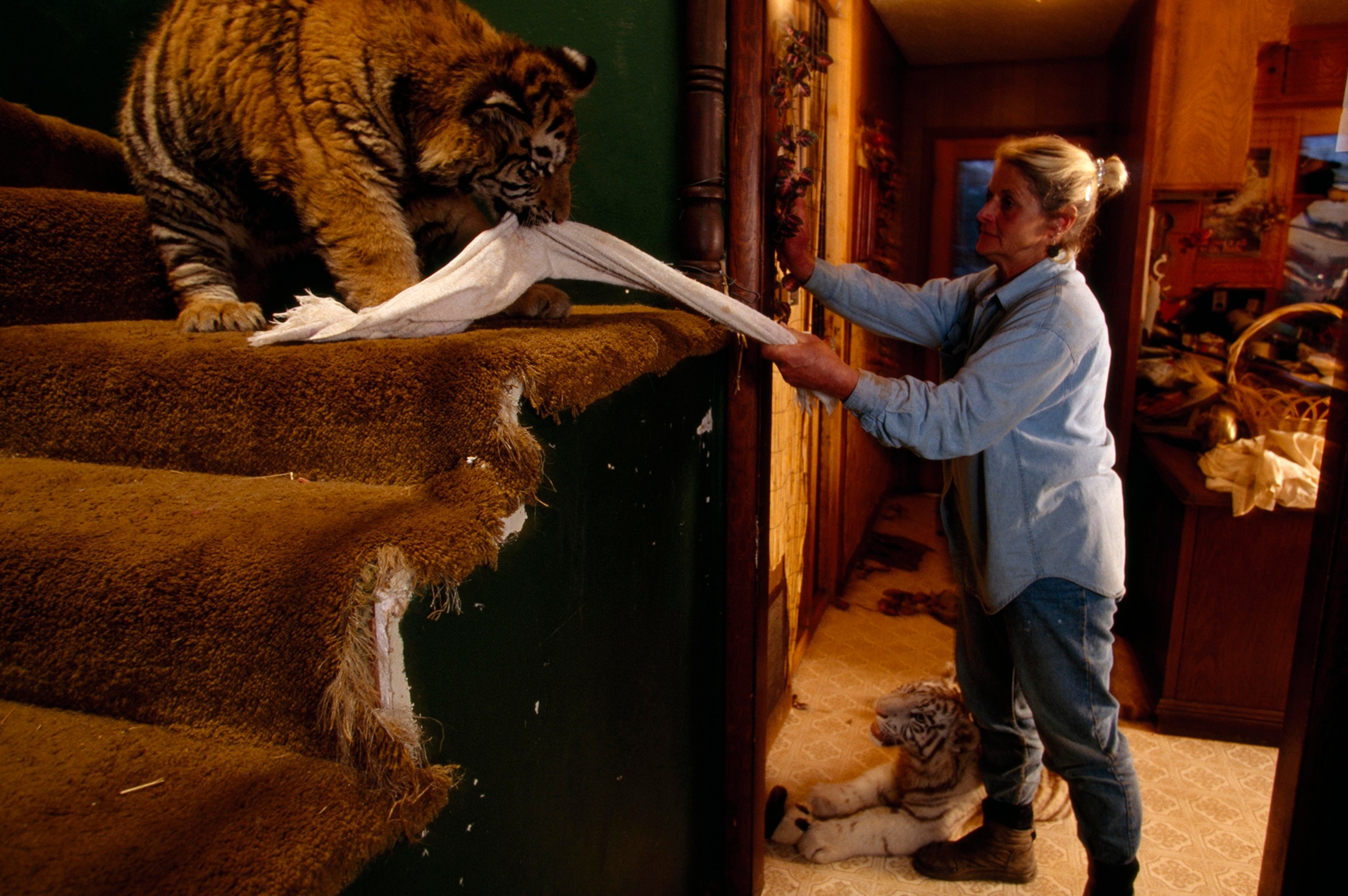 Betty Young plays with one of 52 tigers at her ten-acre compound.
