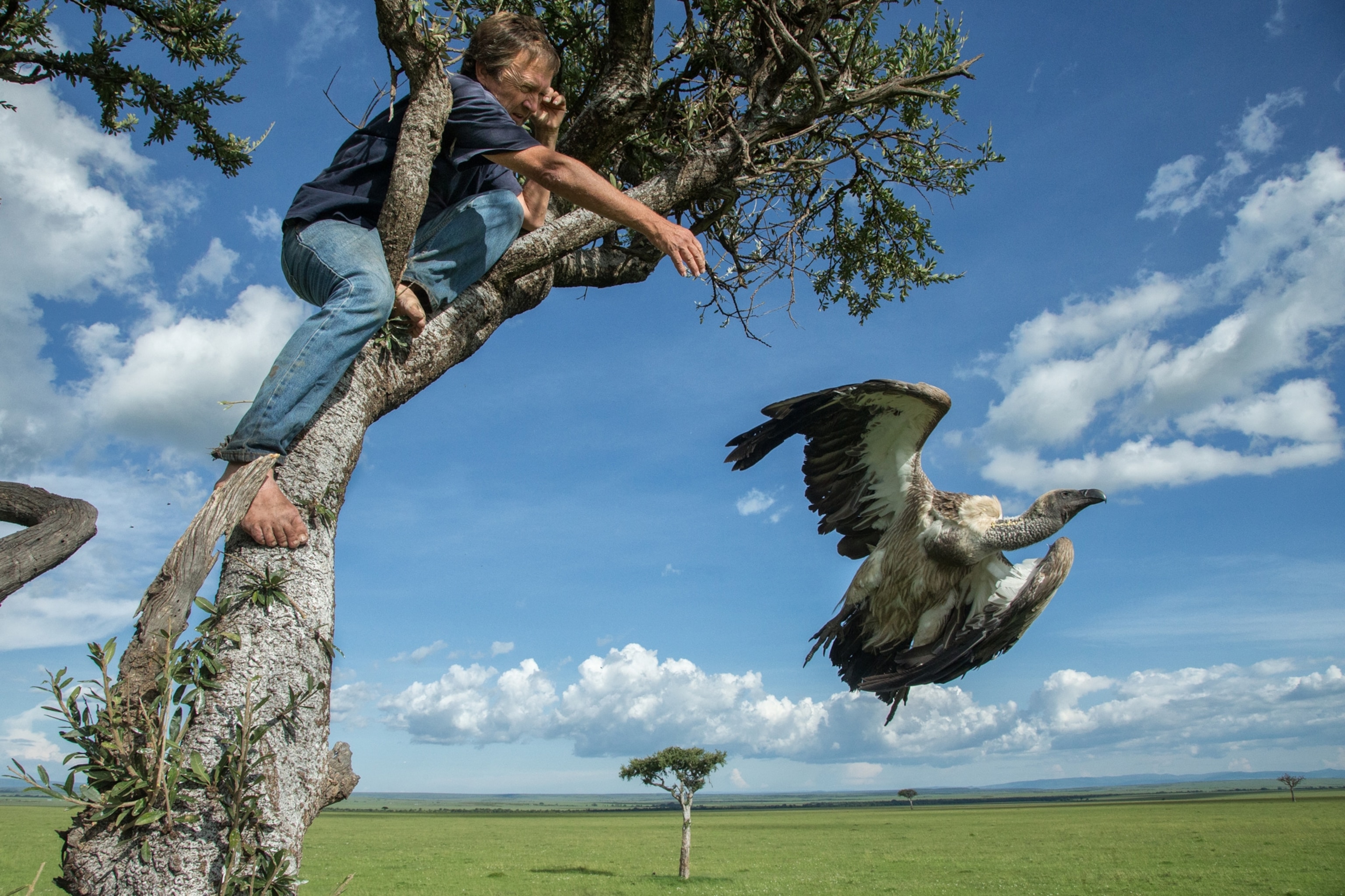 a man removing a dead vulture from a tree