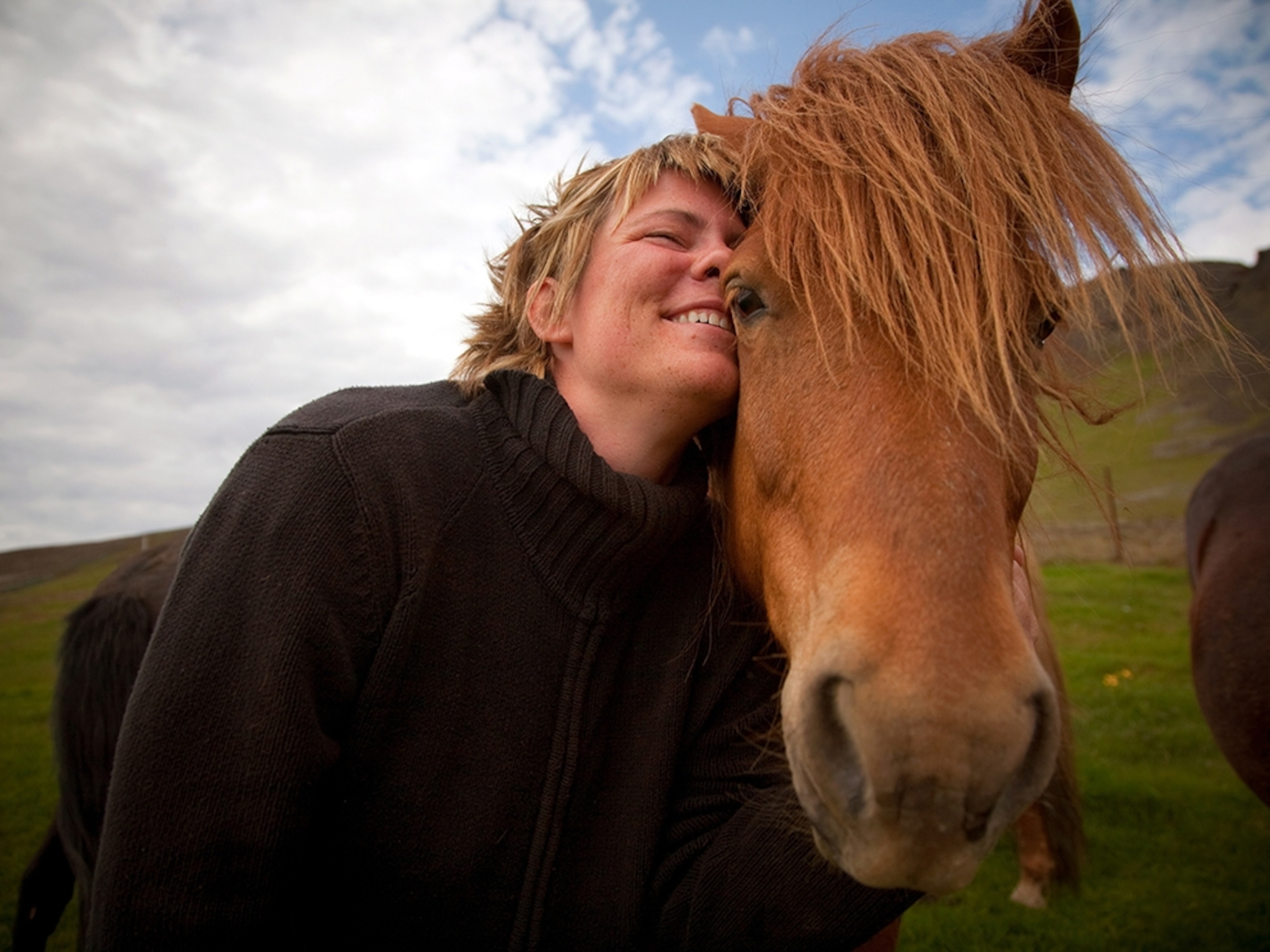 an Icelandic horse near Akranes, Iceland