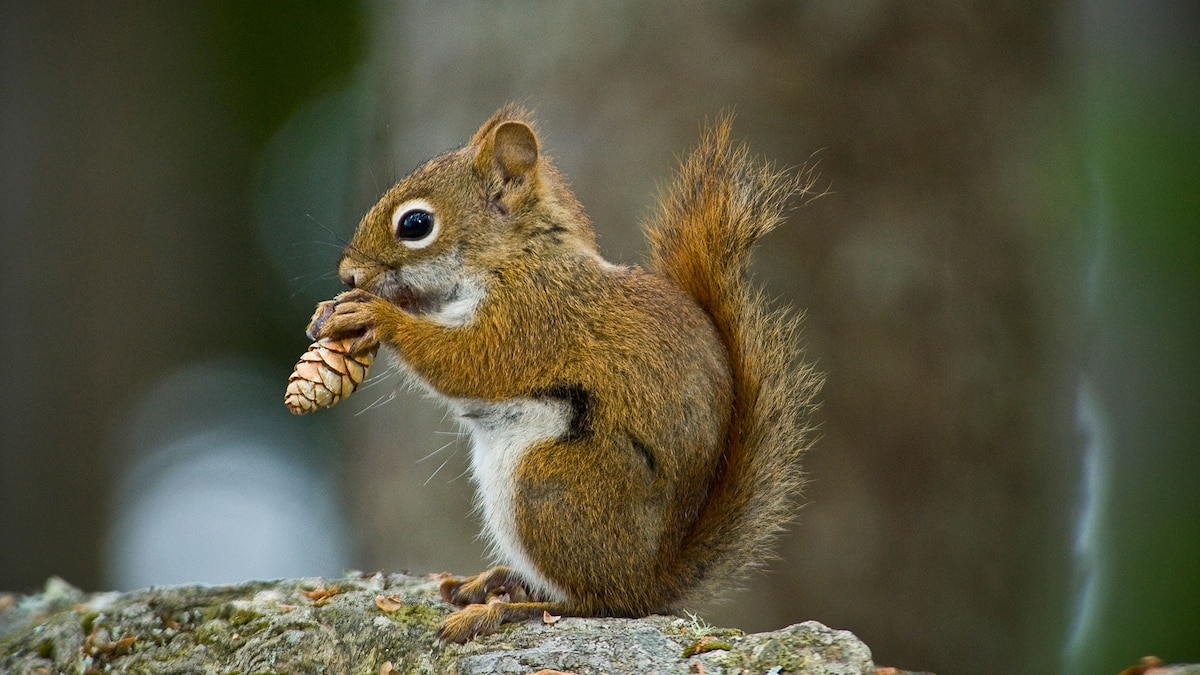 Squirrels aren’t the only animals that hoard their food