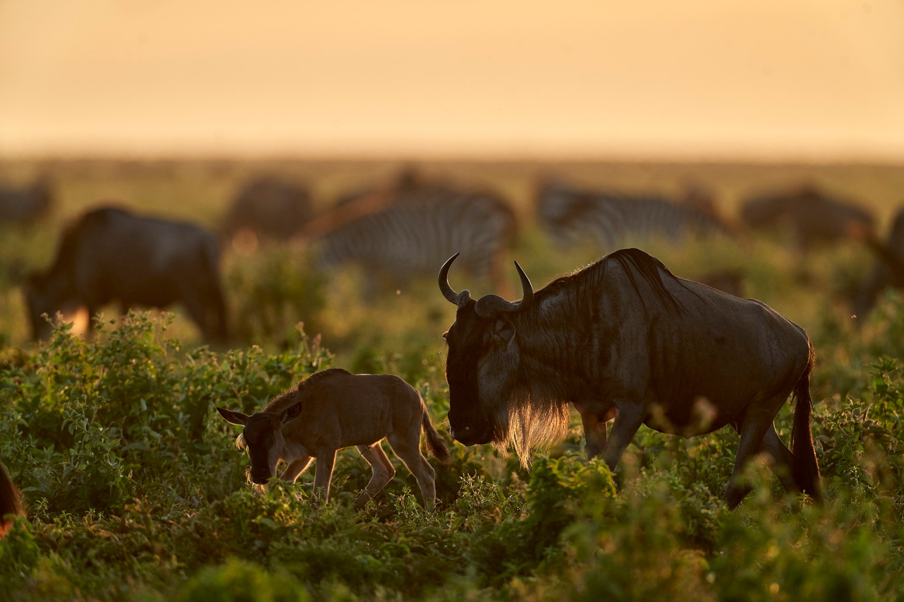 A wildebeest calf walks with its parent amongst low shrubs and grasses at sunset.