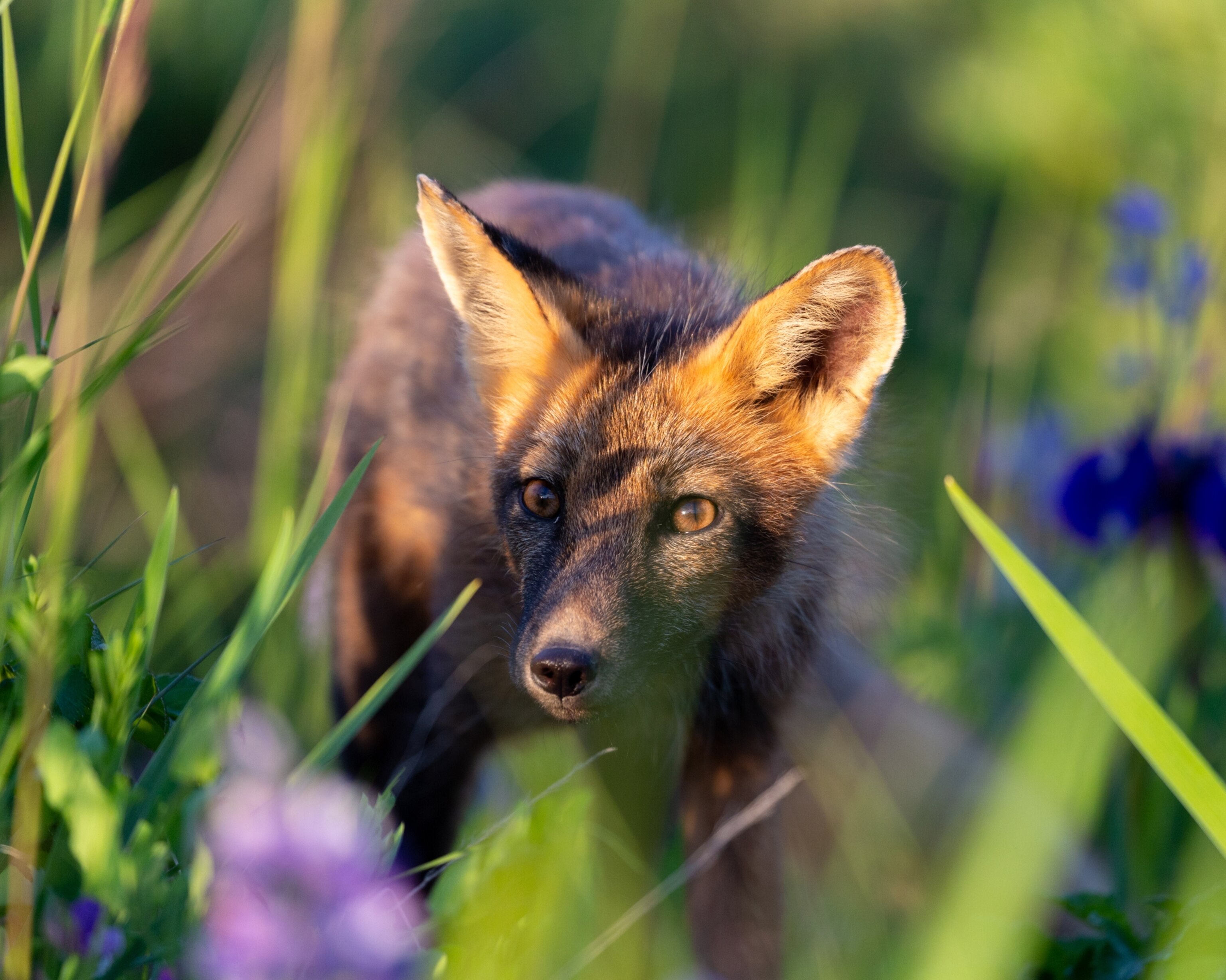 a red fox in a field of wildflowers
