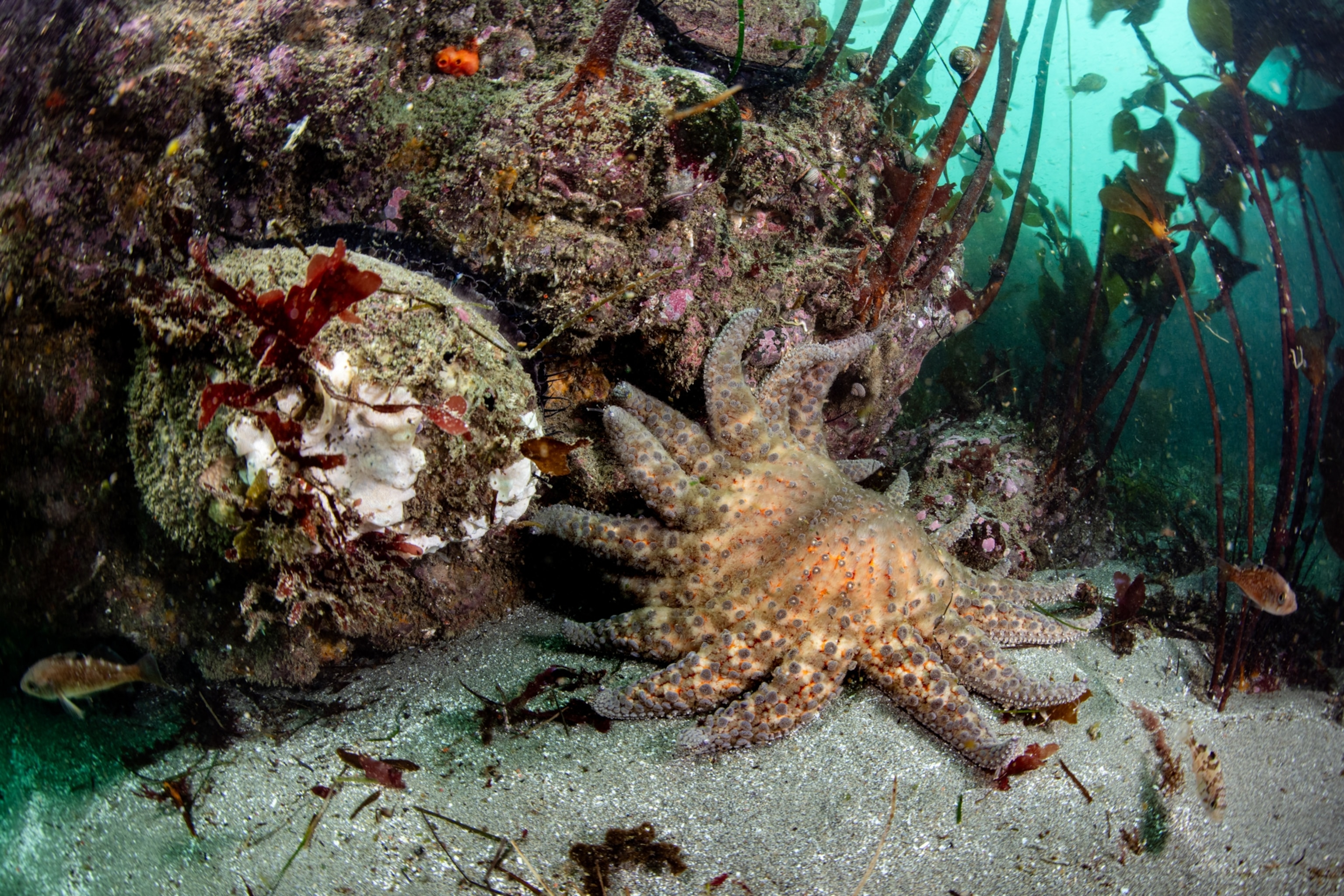 A large red abalone (Haliotis rufescens) next to an adult sunflower sea star (Pycnopodia helianthoides) under a thicket of understory palm kelps.