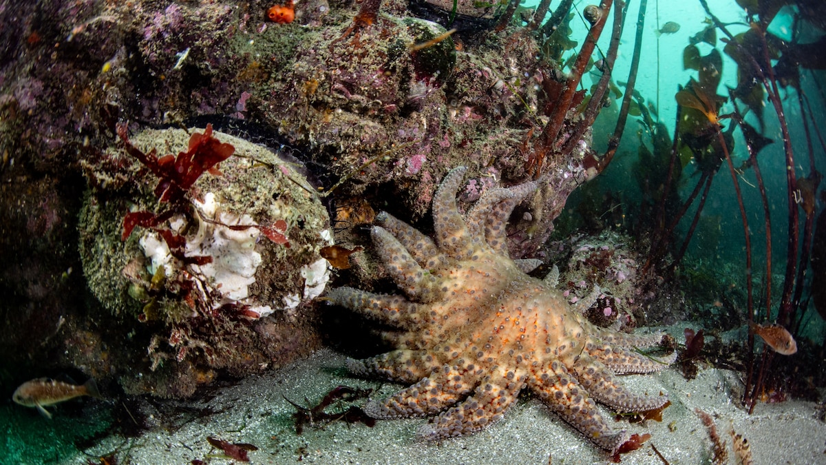 Scientists just found the 'Sasquatch' of the sea