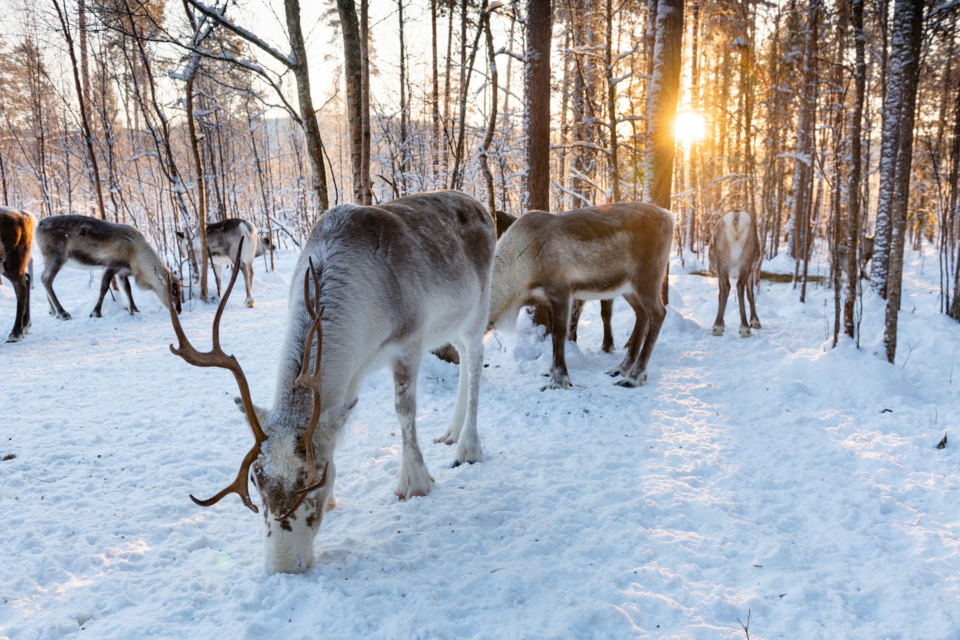 A herd of reindeer grazing in the woods with the sun setting through the trees.