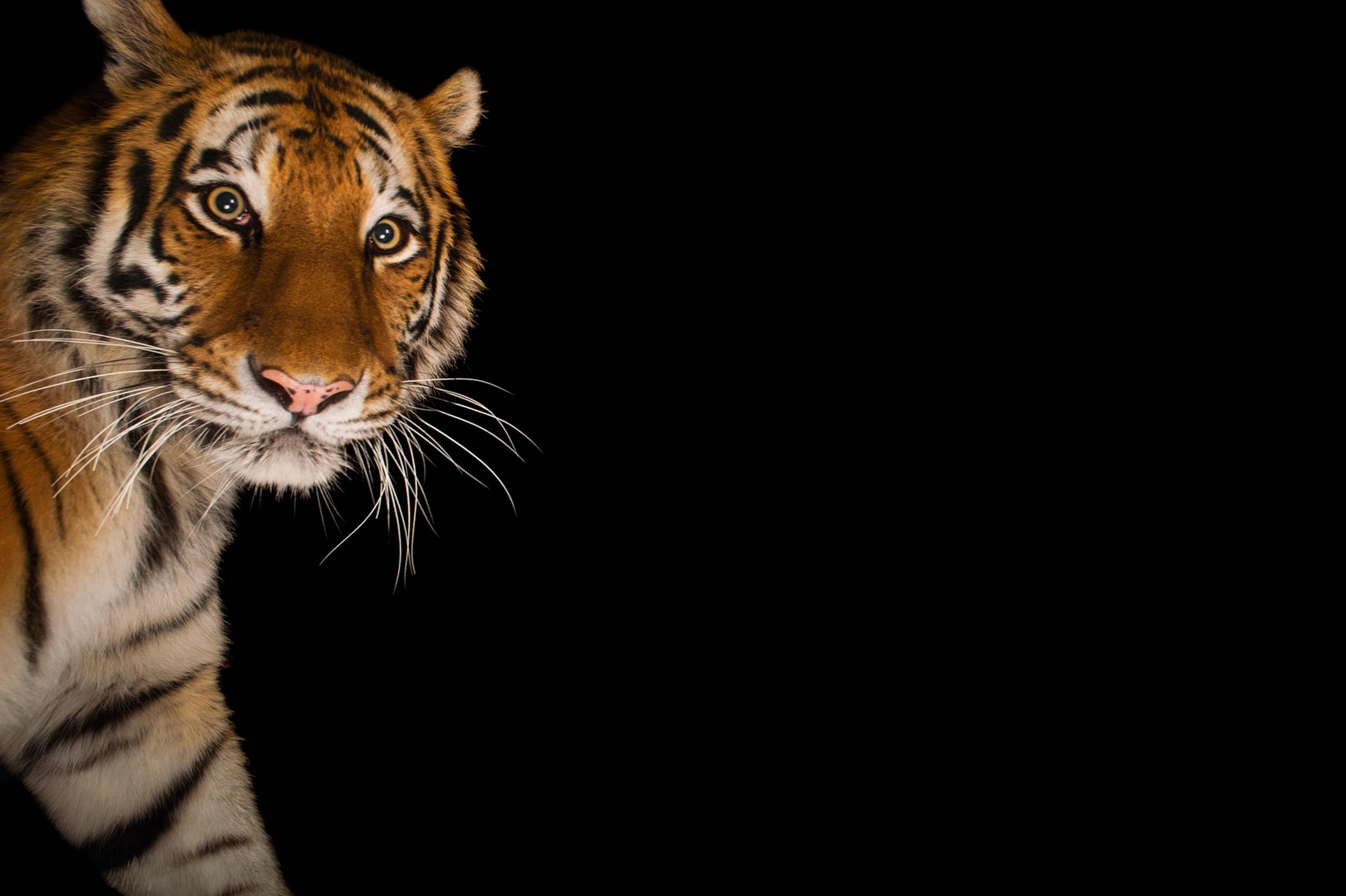 a Siberian tiger taken at the Cheyenne Mountain Zoo