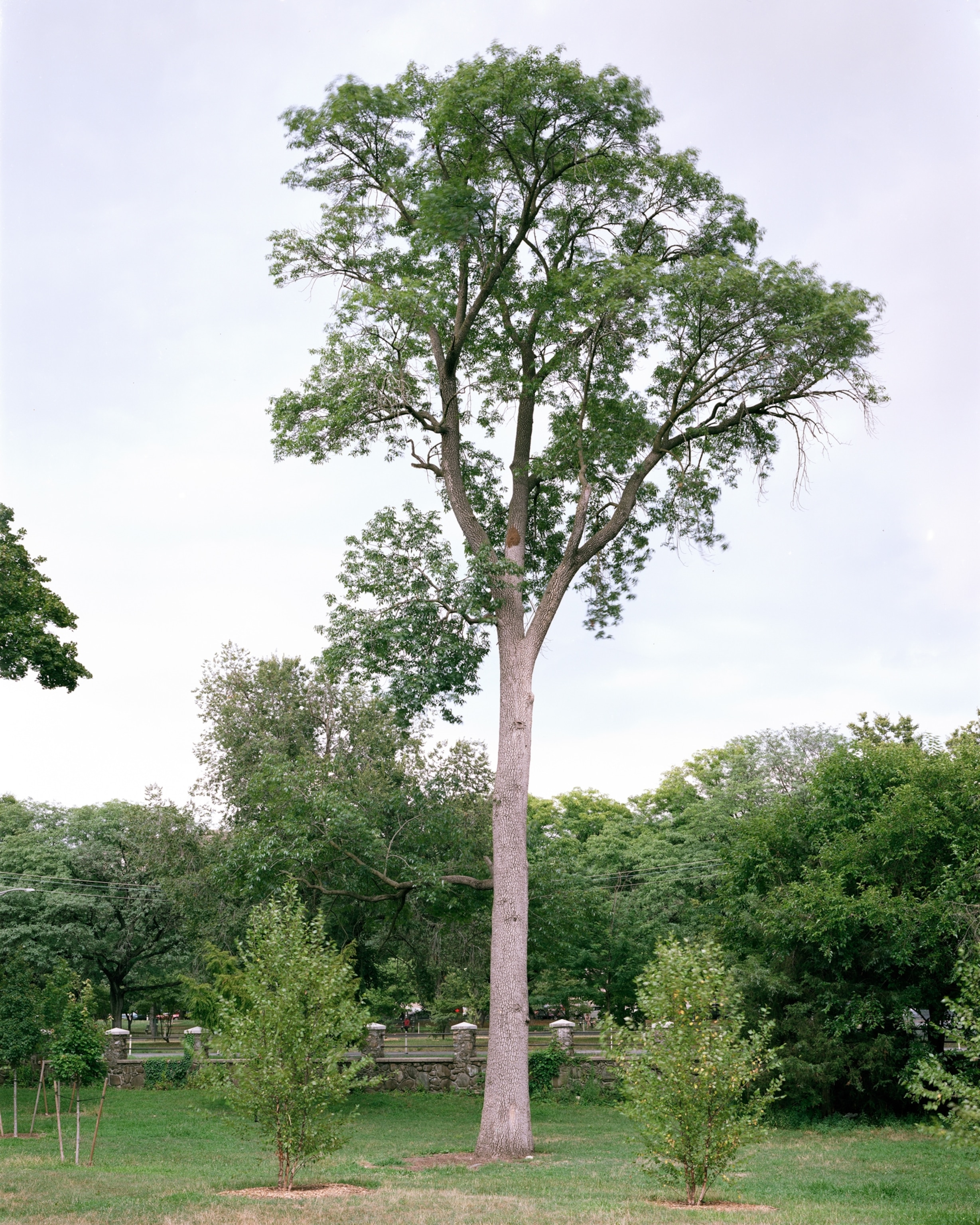 One of the largest known specimens of Pumpkin Ash in NYS.