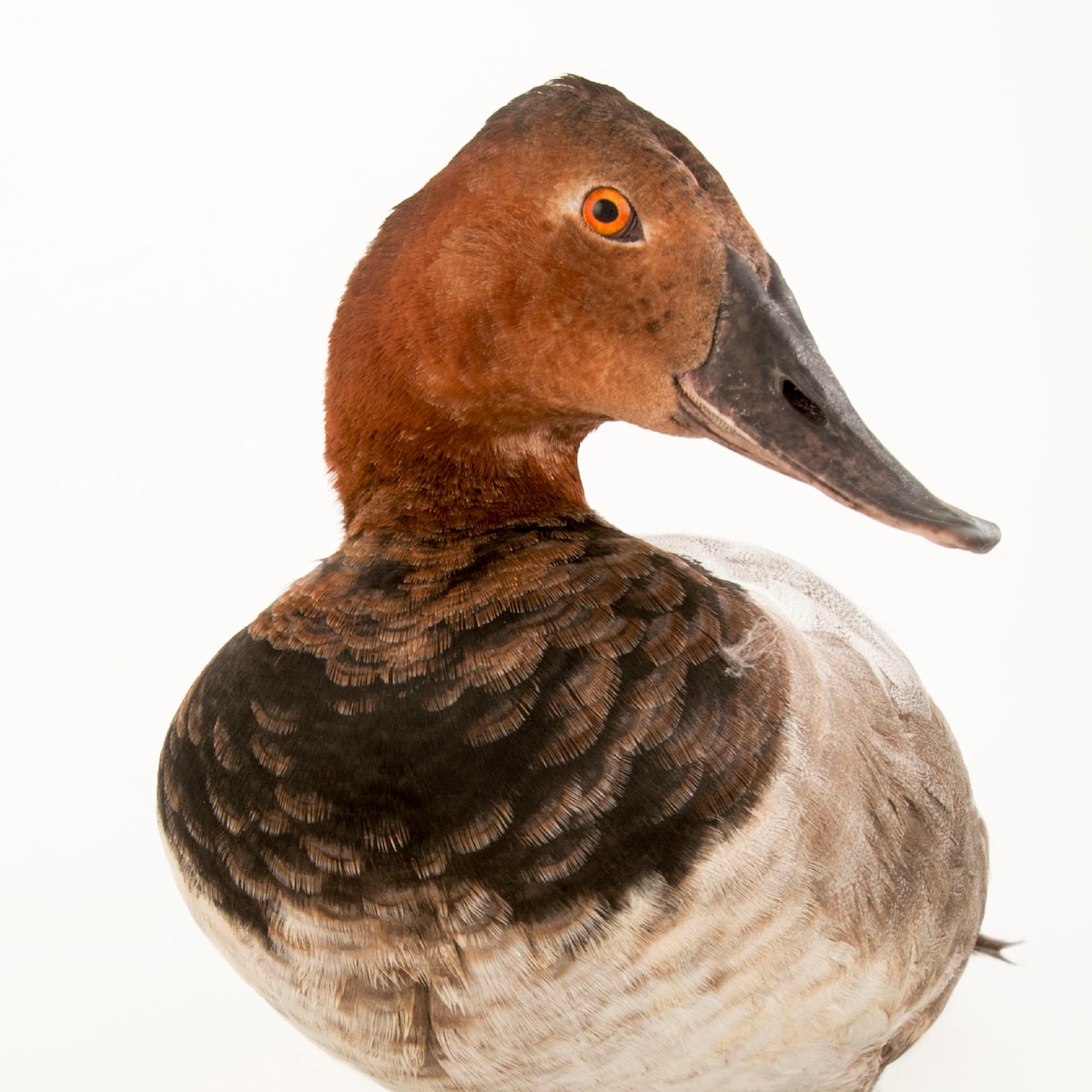 Canvasback National Geographic