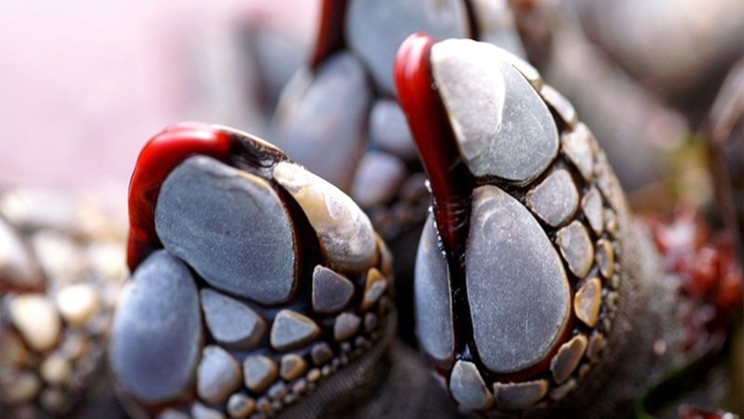 A Look into the Biggest Dicks Naturally Found in the Wild