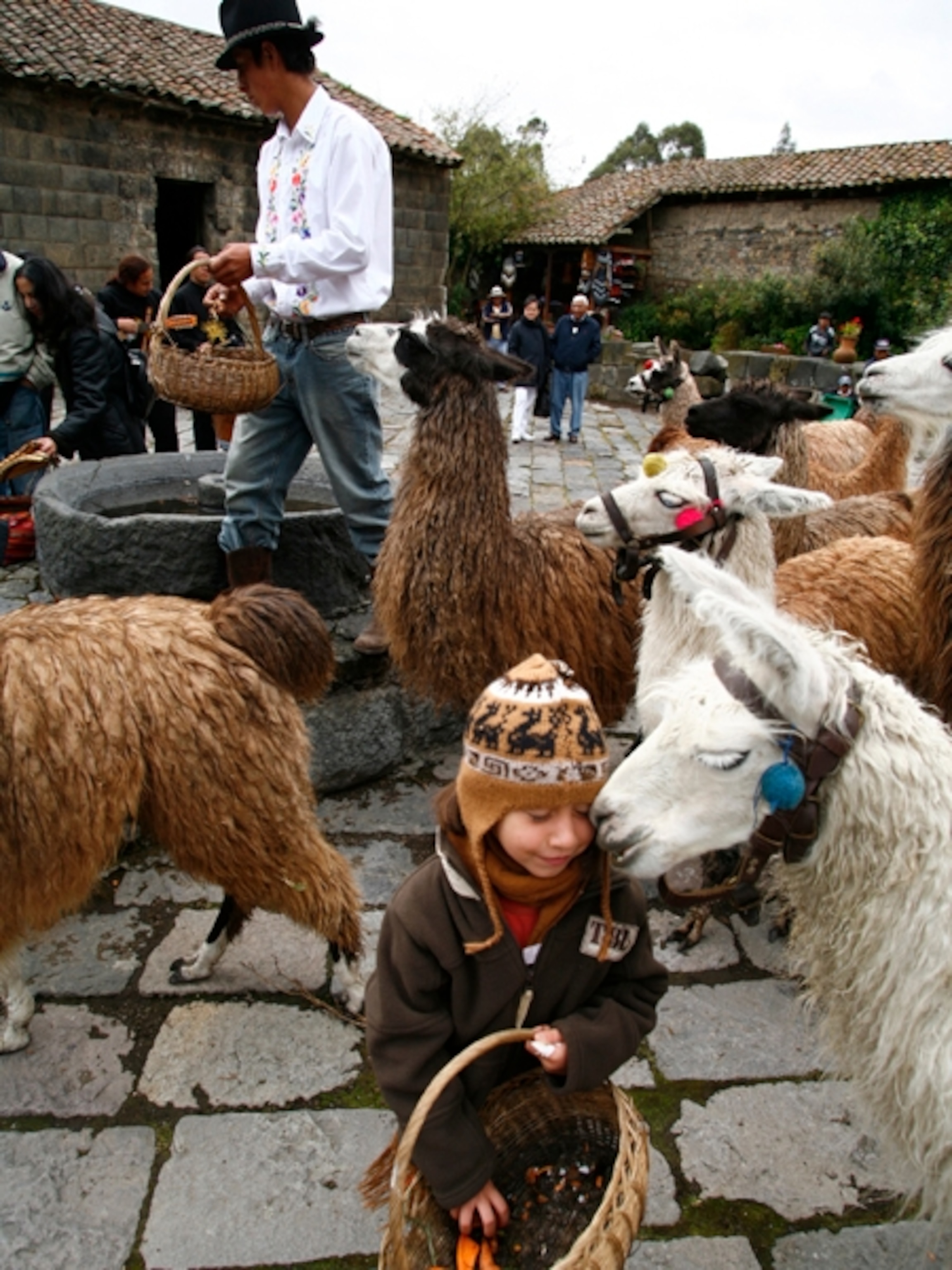 People with llamas, Hacienda San Agustin de Callo, Ecuador