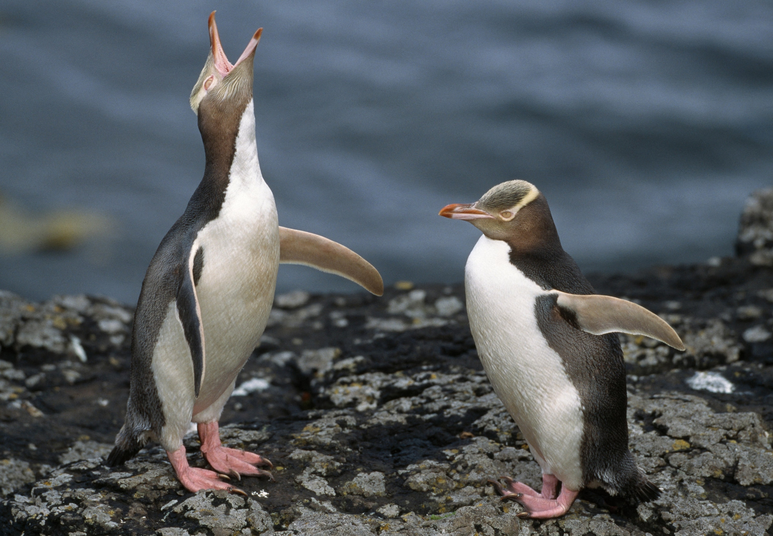 Two penguins face one another on dark rocks, the one on the left with its head back and beak open, vocalizing.