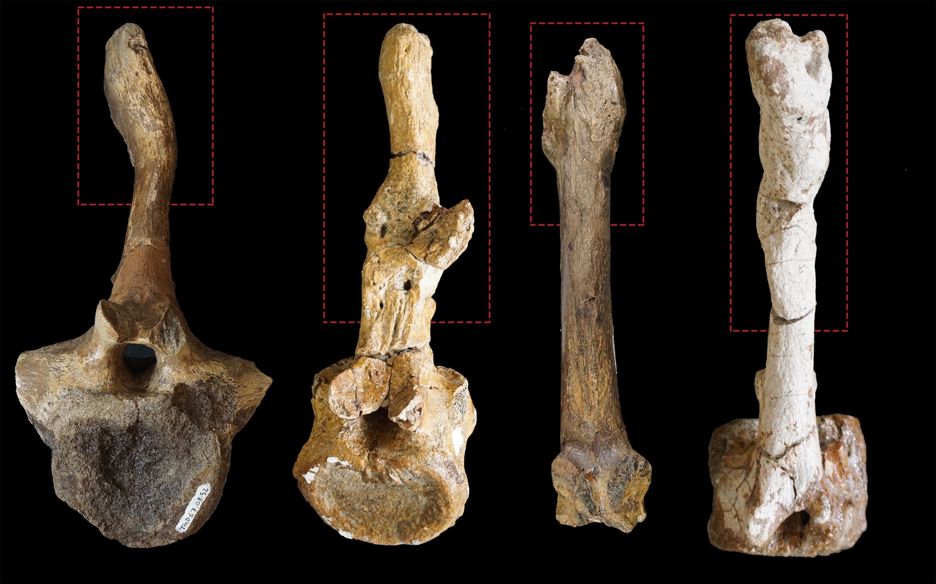 Examples of caudal vertebrae with healing fractures in the neural spines/spinous processes, suggesting that an external force was used.