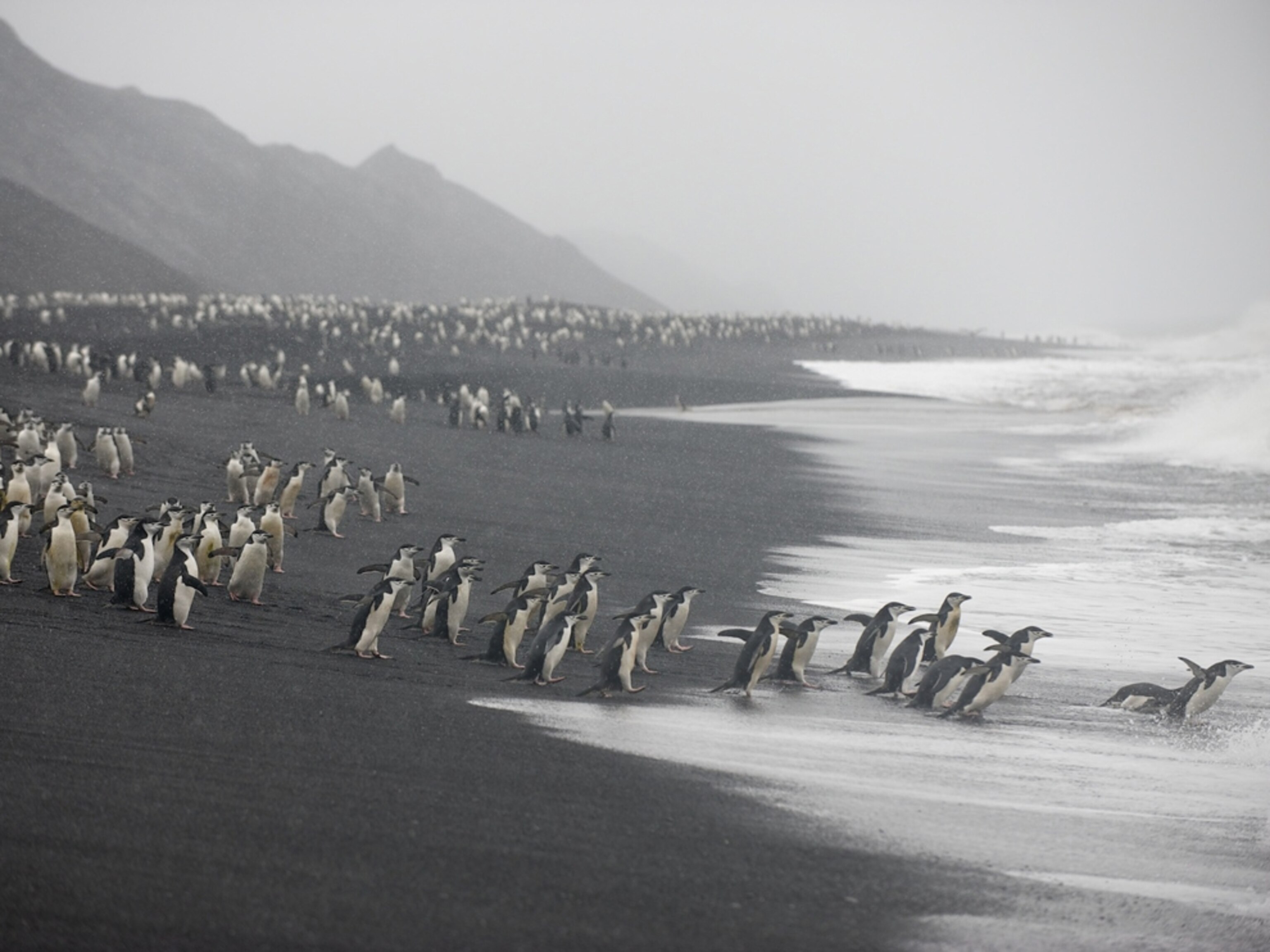 penguins on a beach