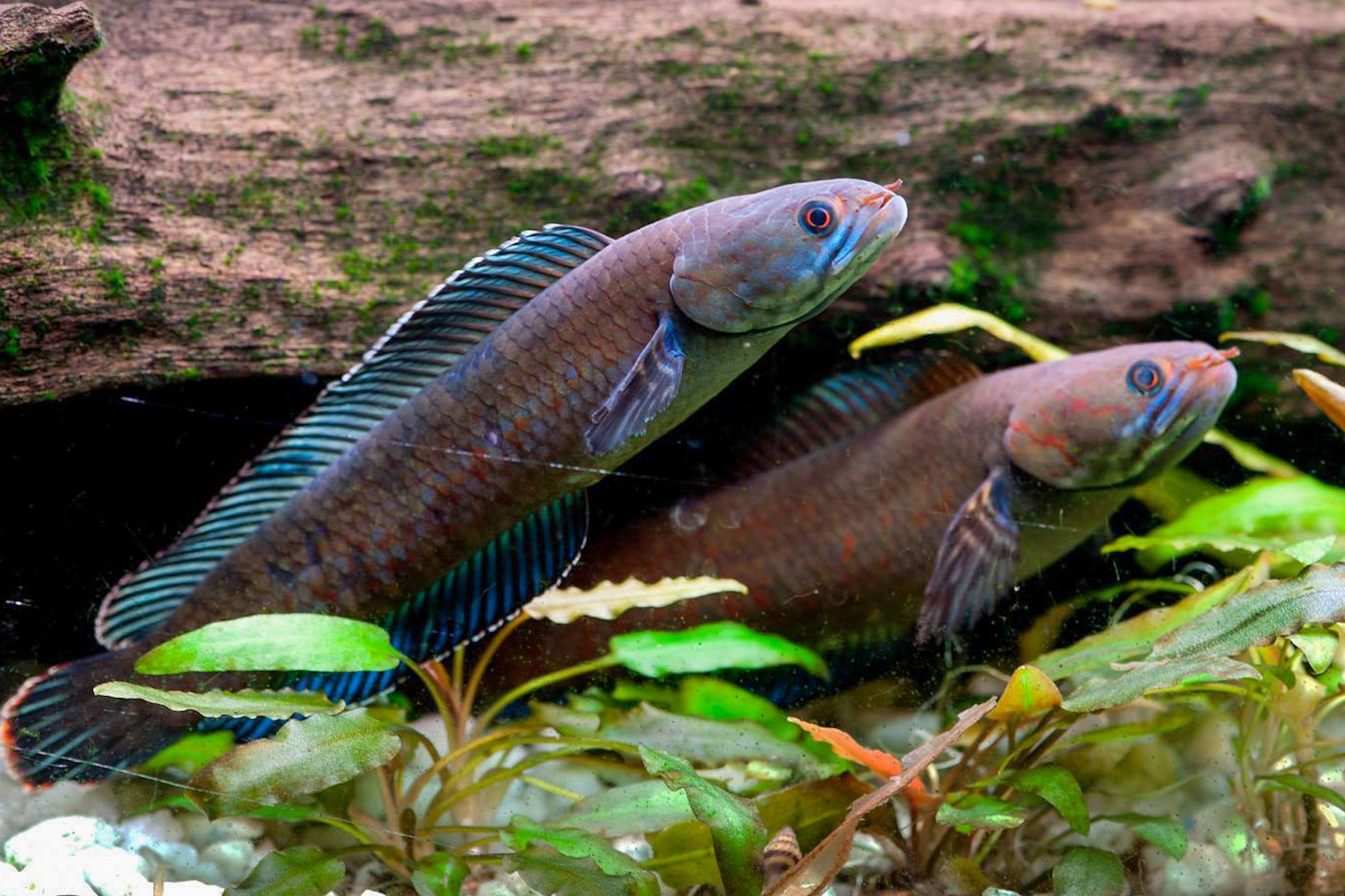 two blue walking snakehead fish