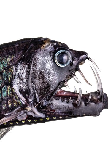 With with big eyes and very long teeth.