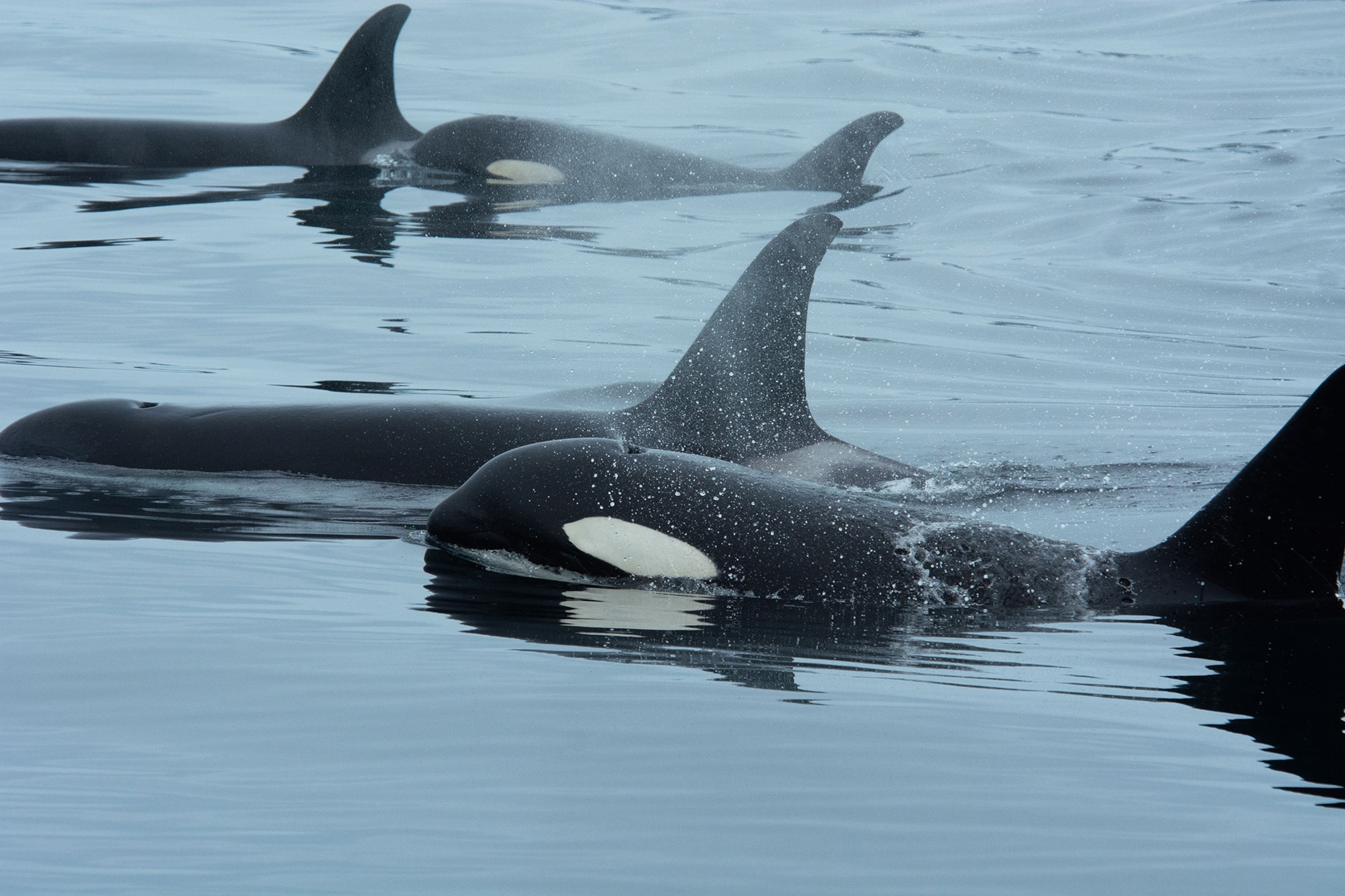 A group of orcas swimming in water.
