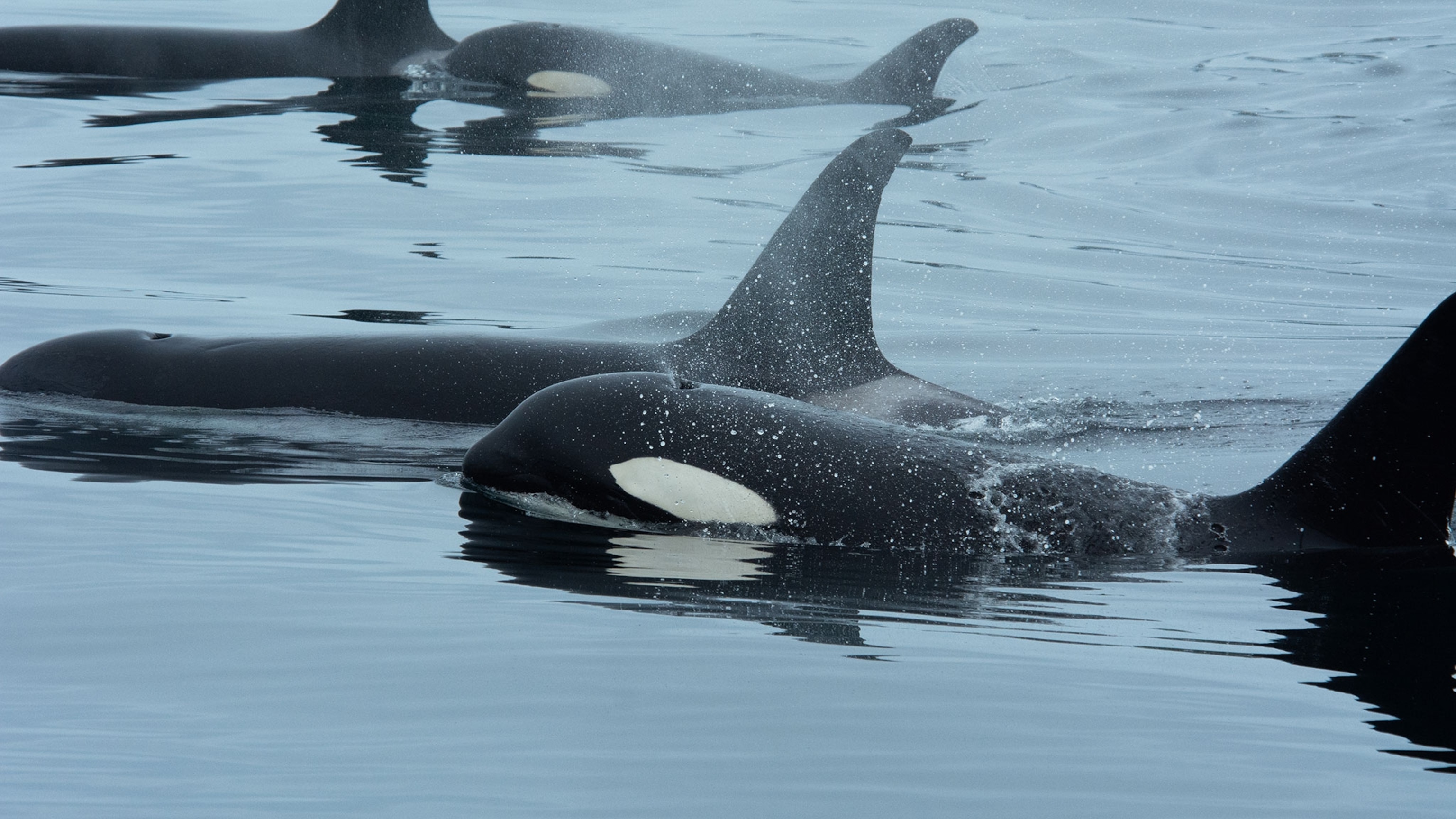 Dramatic Video Shows Deadly Tsunami Hitting Greenland | National