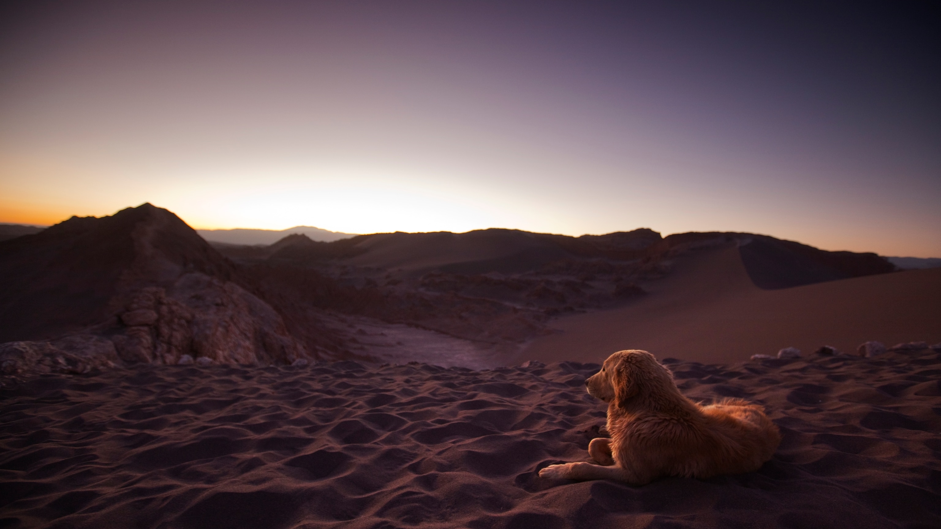 Animals dream too—here's what we know