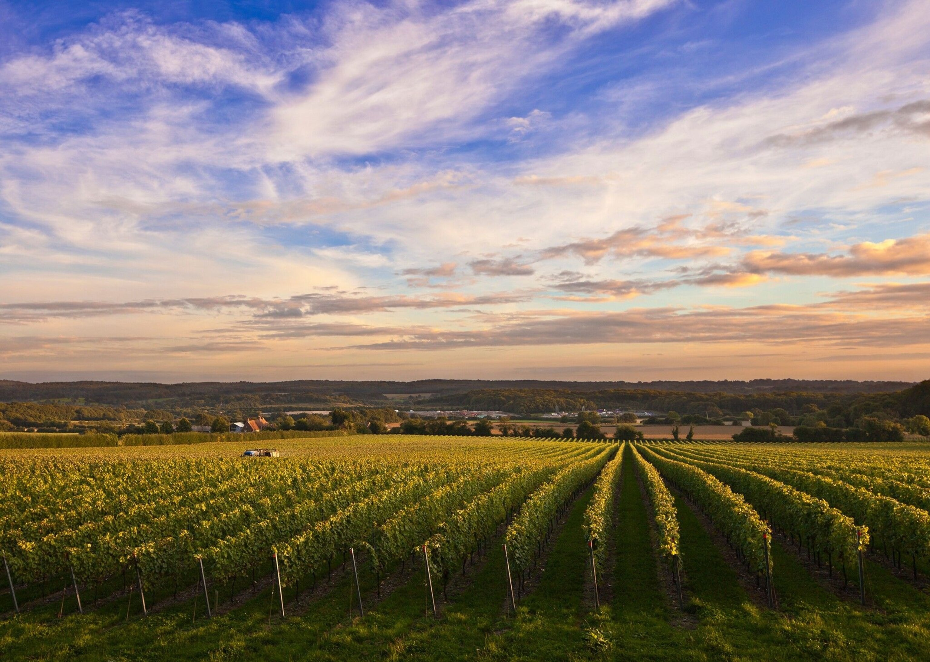 In England, grapes are successfully grown in Devon, Cornwall, Gloucestershire and Leicestershire, but most wine production (61.5%) is in the South East.