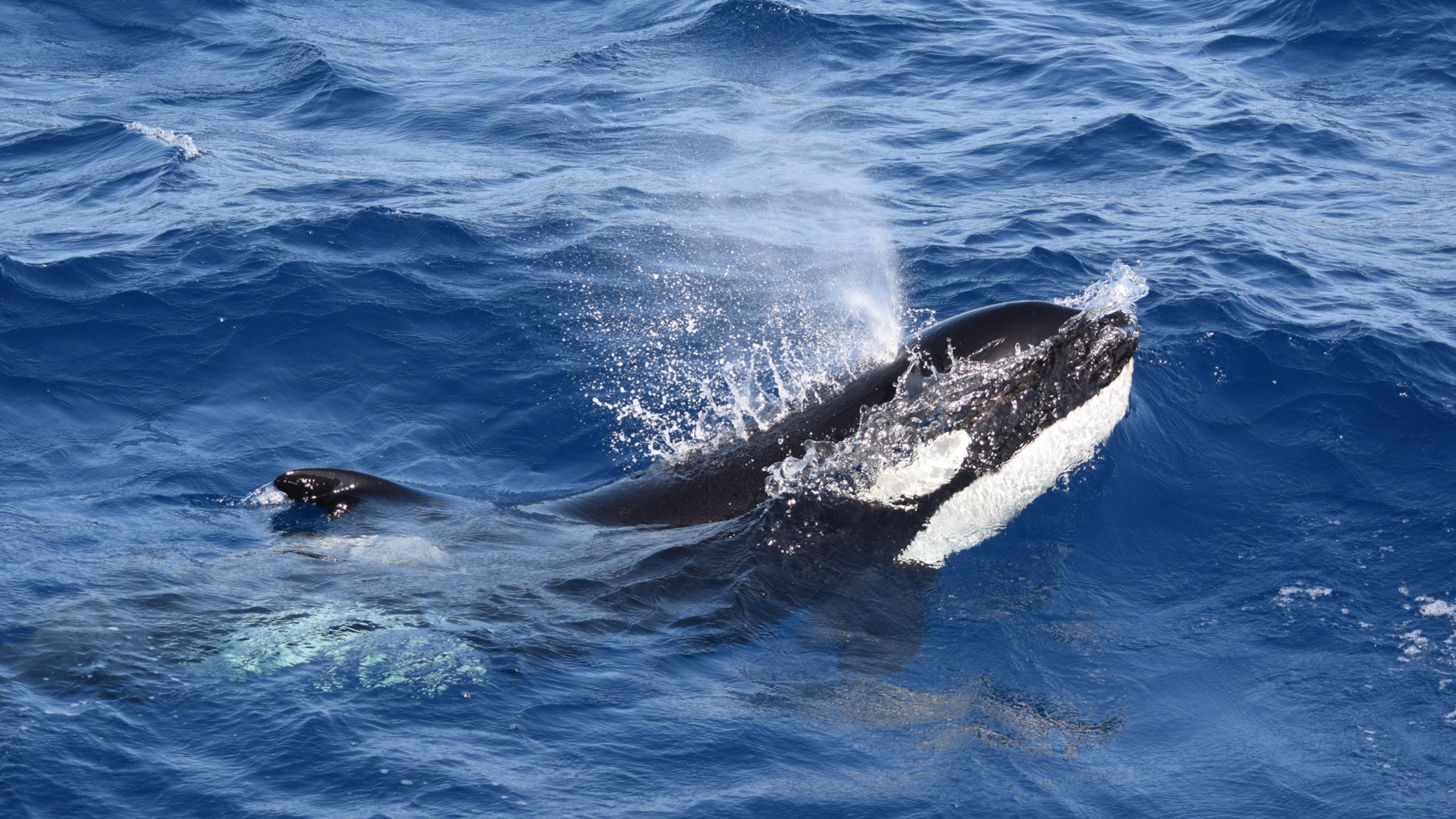 Watch how orcas sank yet another boat off the coast of Portugal