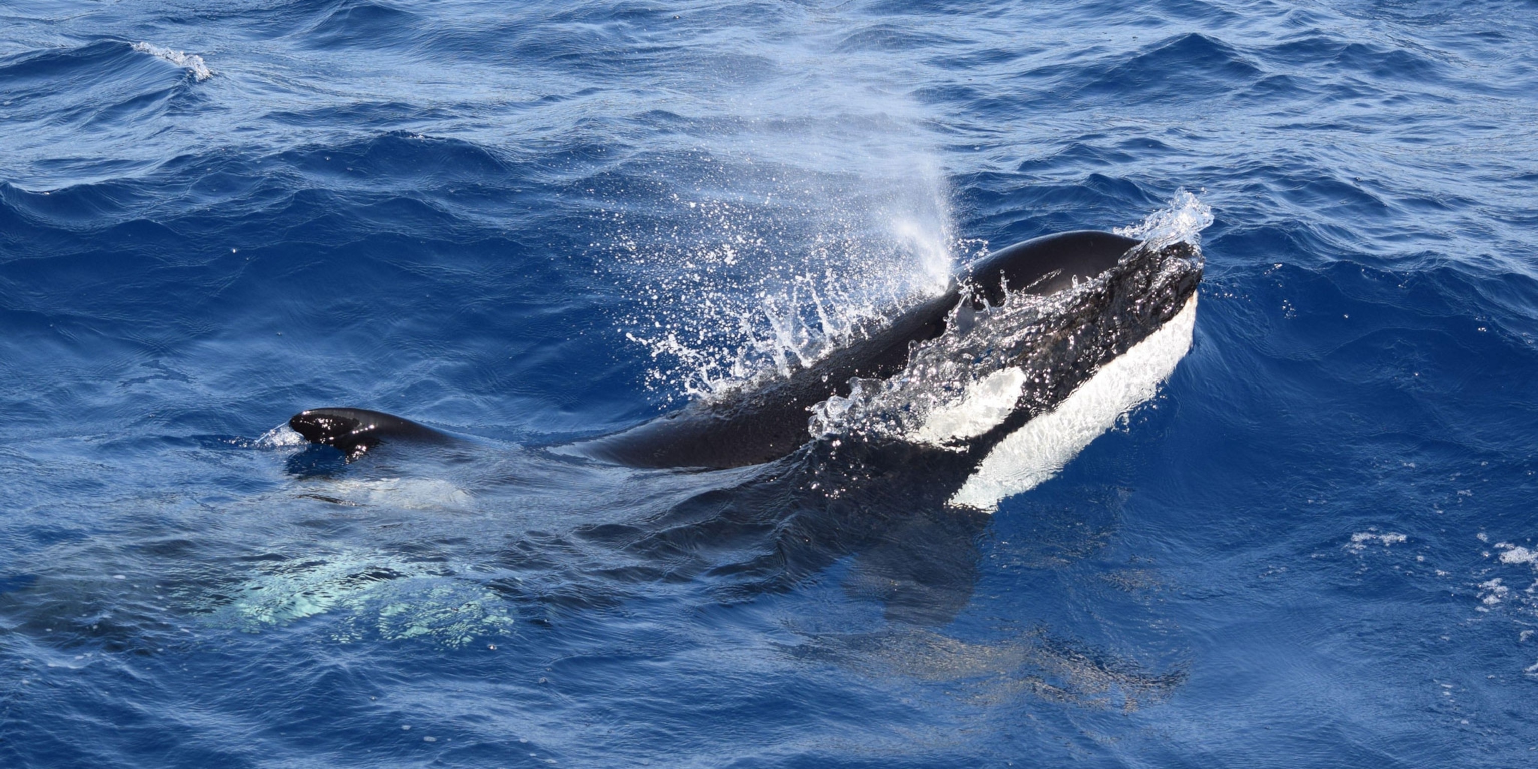 Orcas are ramming boats again and scientists now think it's a game | National  Geographic