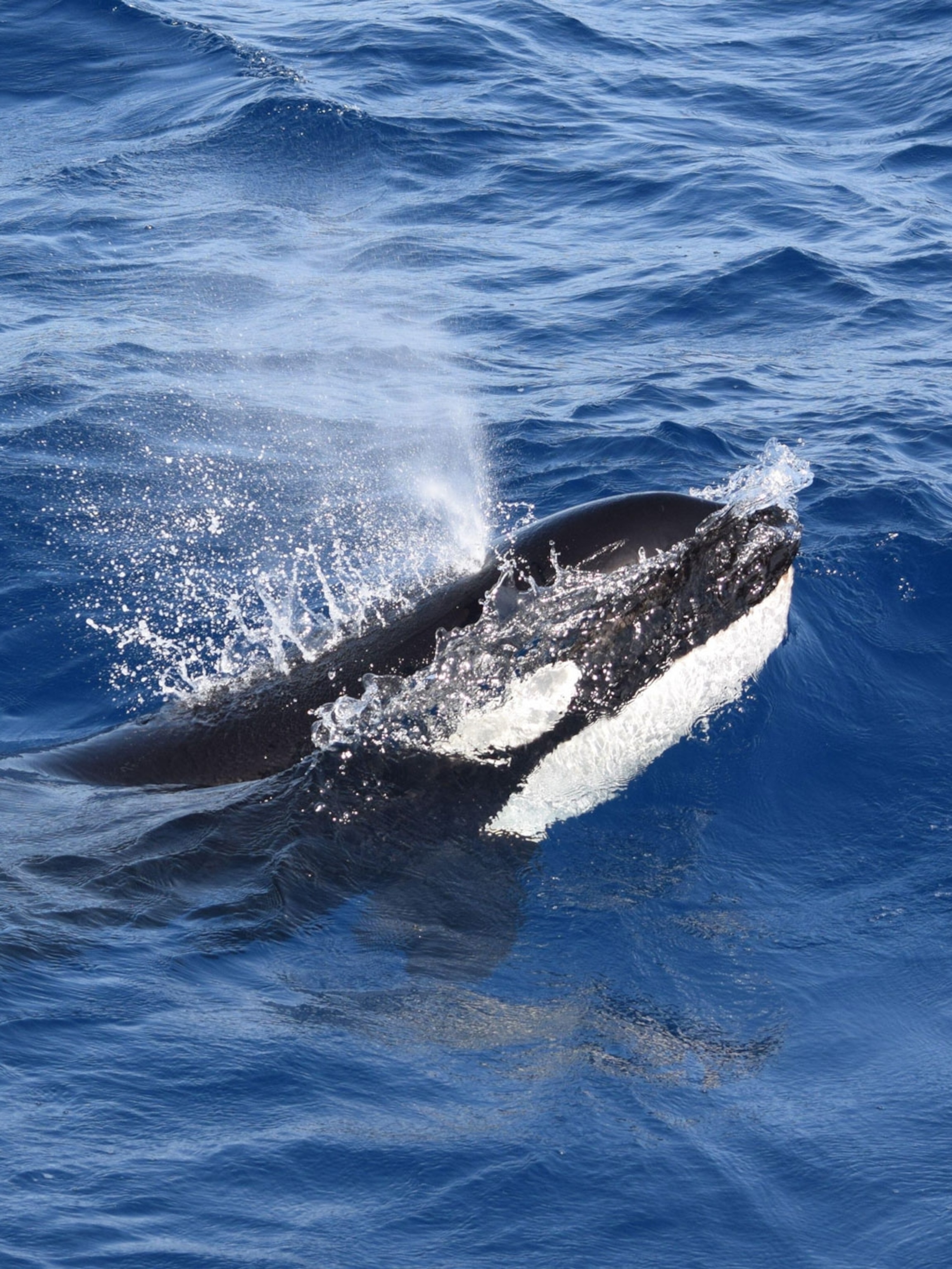 Watch how orcas sank yet another boat off the coast of Portugal | National  Geographic