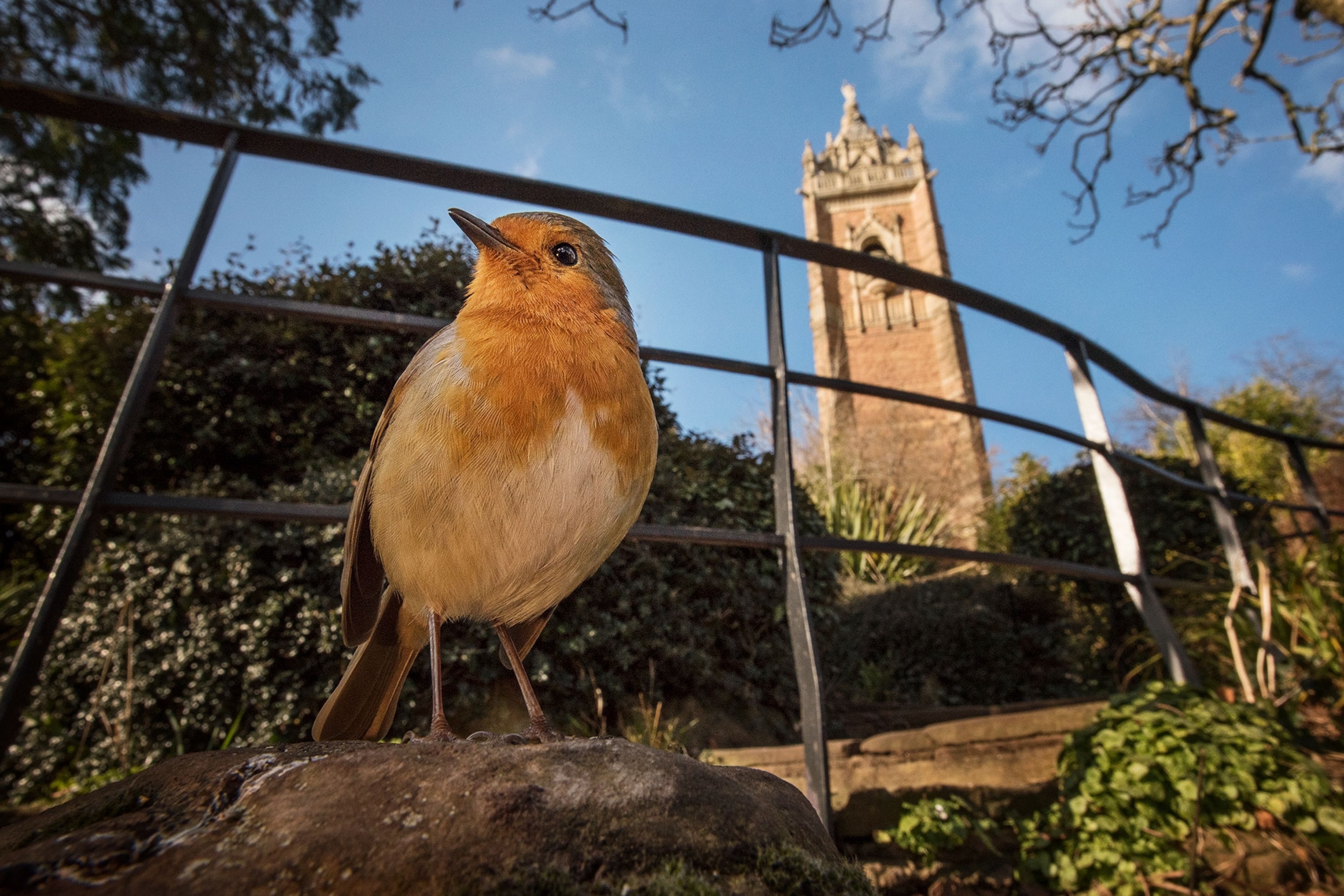 A bird with orange feathers is photographed from a low angle with a large building in the background.