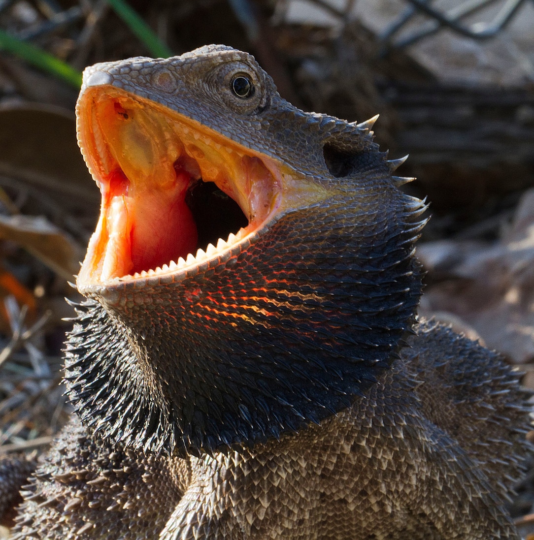 Frilled Lizard | National Geographic | National Geographic, image size:1084x1097