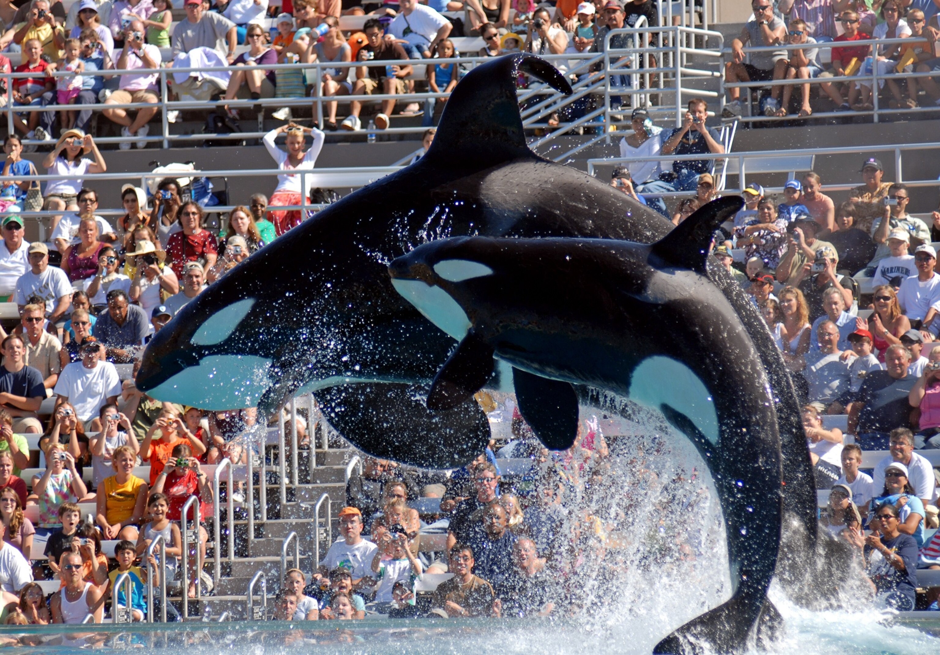 whales jumping during a whale show at SeaWorld in San Diego, California.