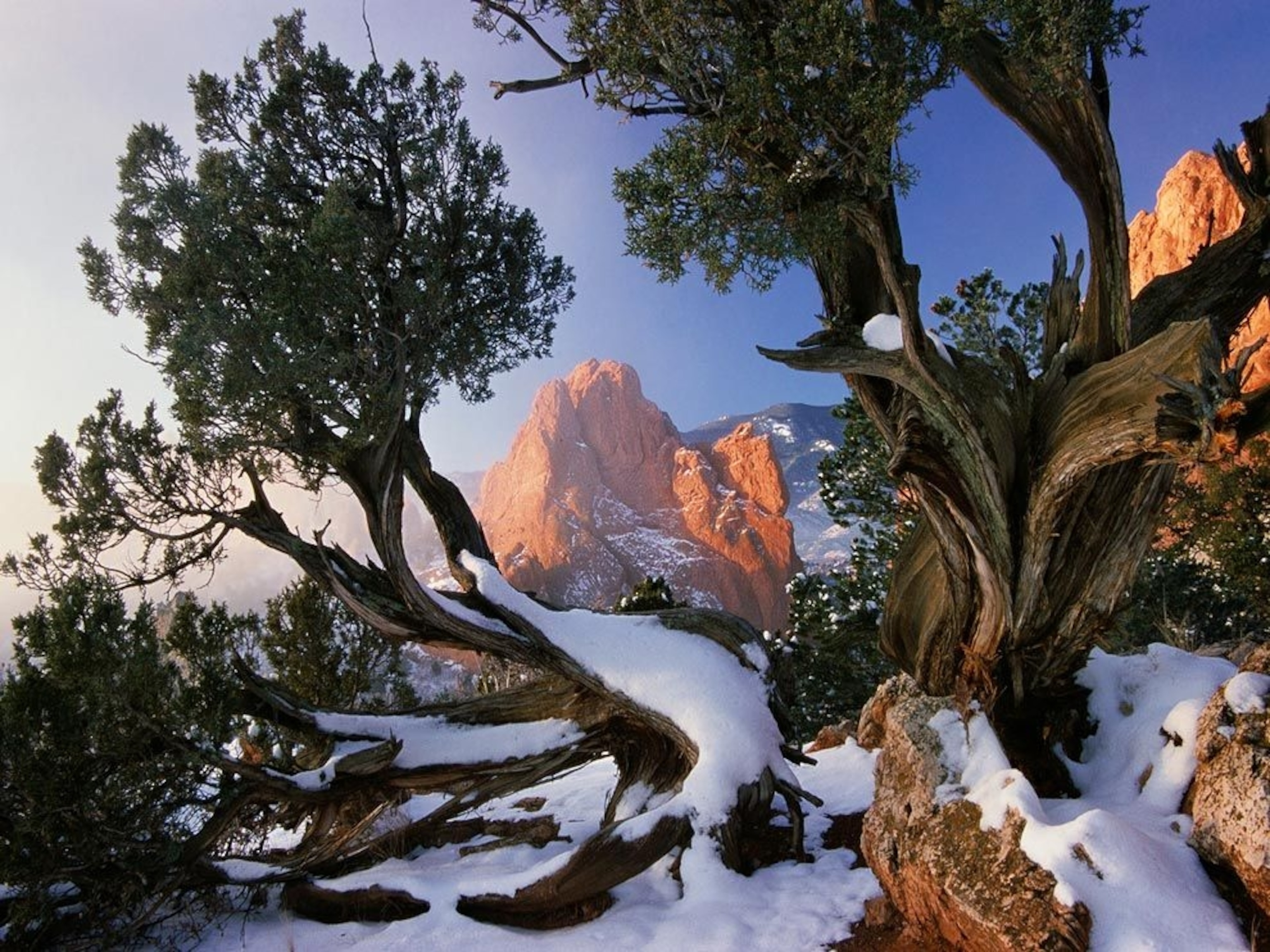 snow covering trees and boulders