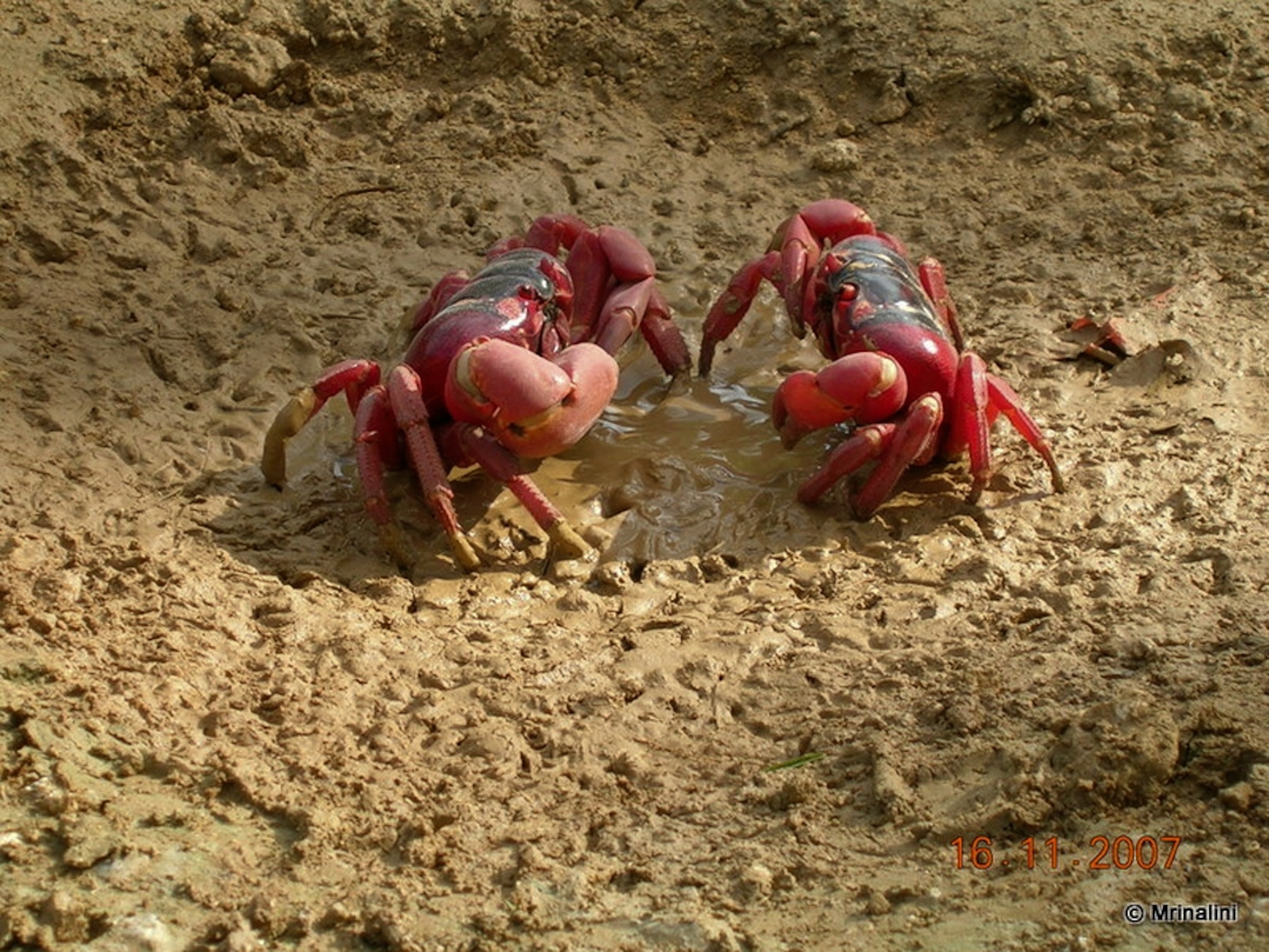 A picture of two crabs in Christmas Island