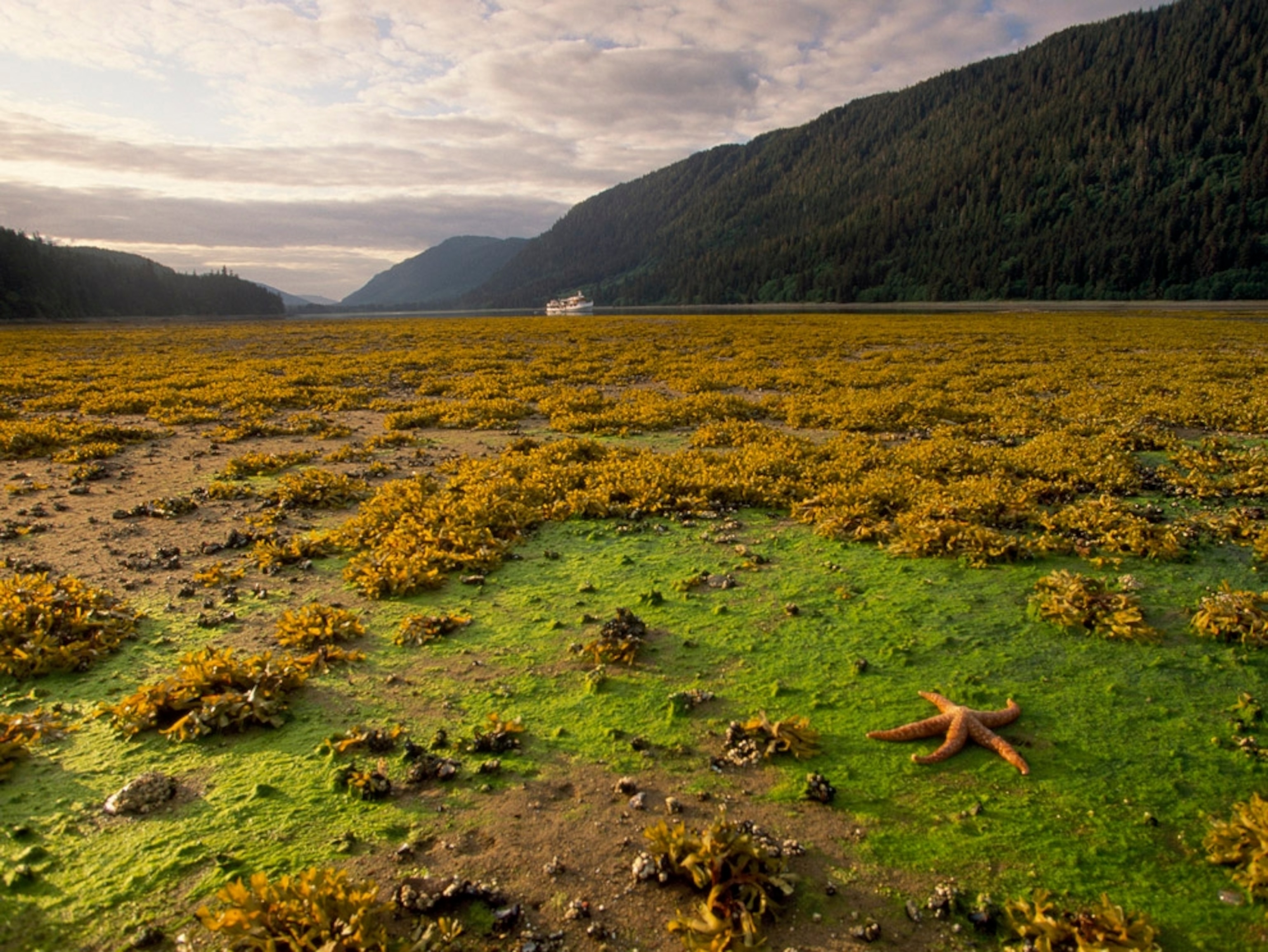 Starfish in Tongass National Forest
