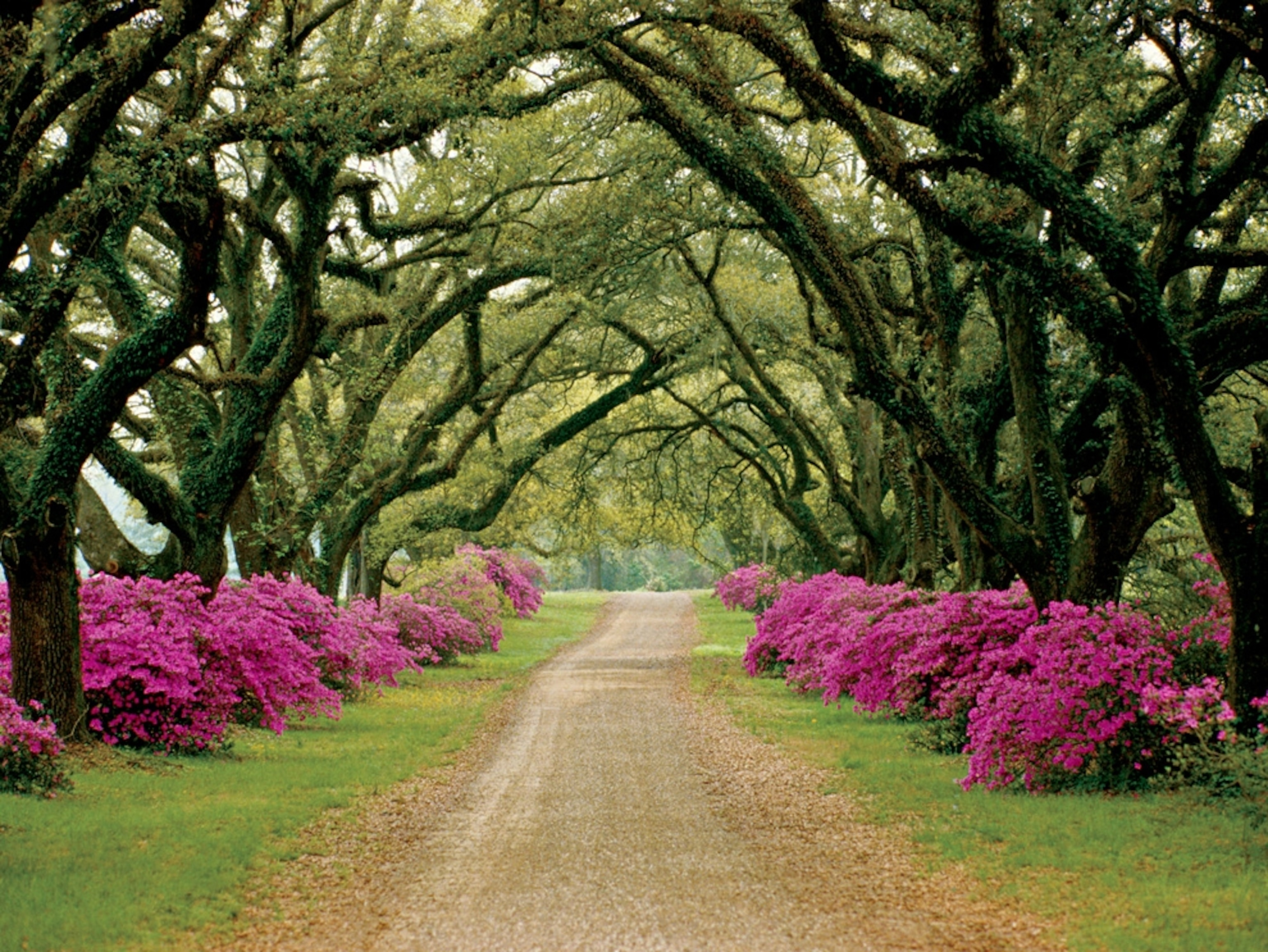 Driveway lined with trees and flowering bushes
