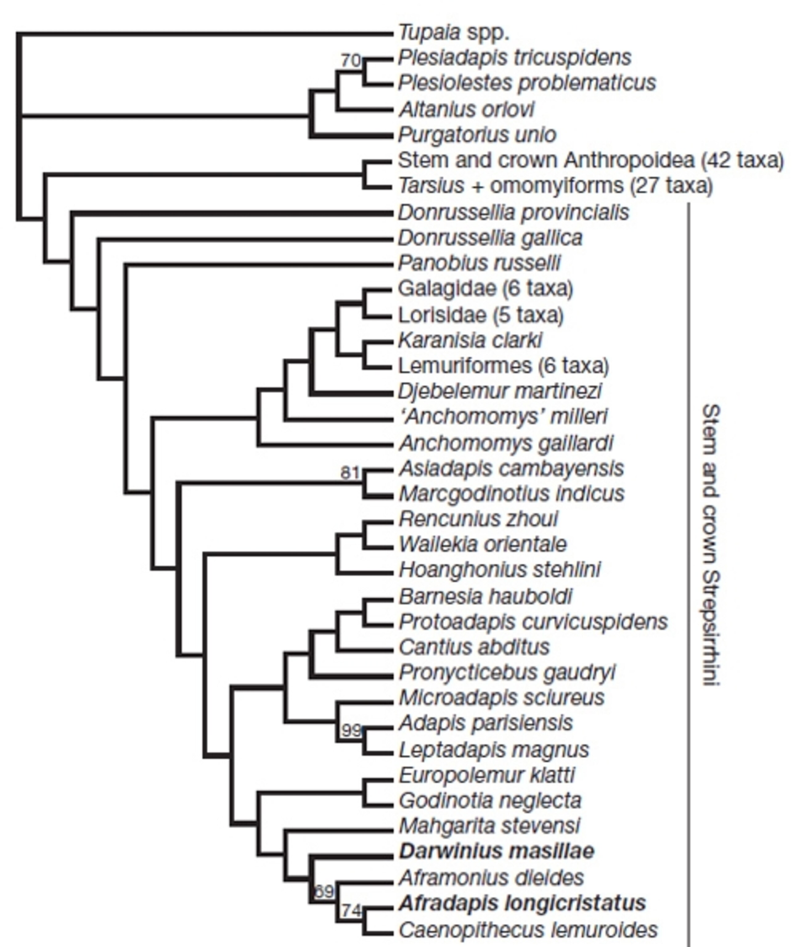 Primate-family-tree.jpg