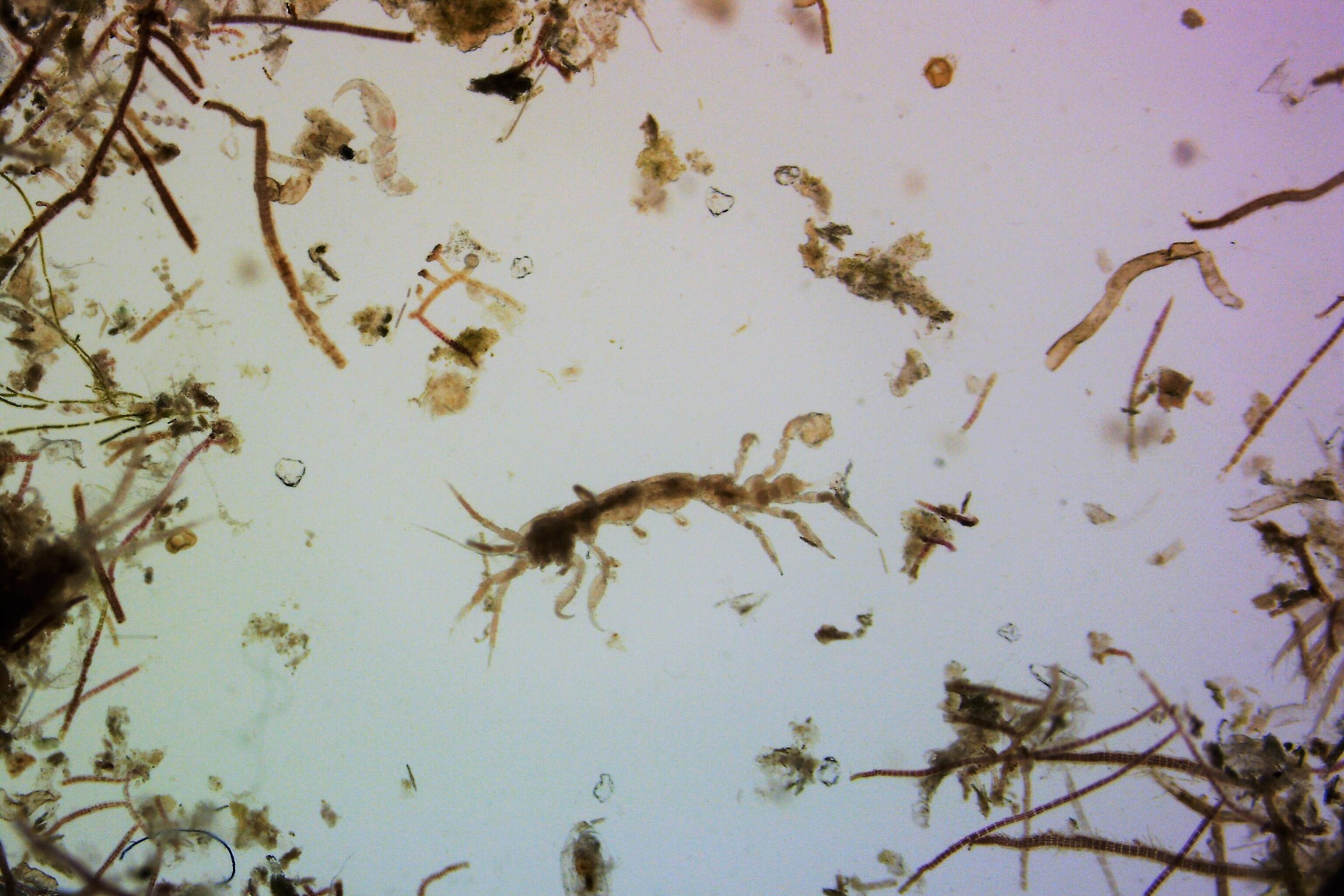 sea-turtles-micro-organisms-under-microscope_3x2.jpg