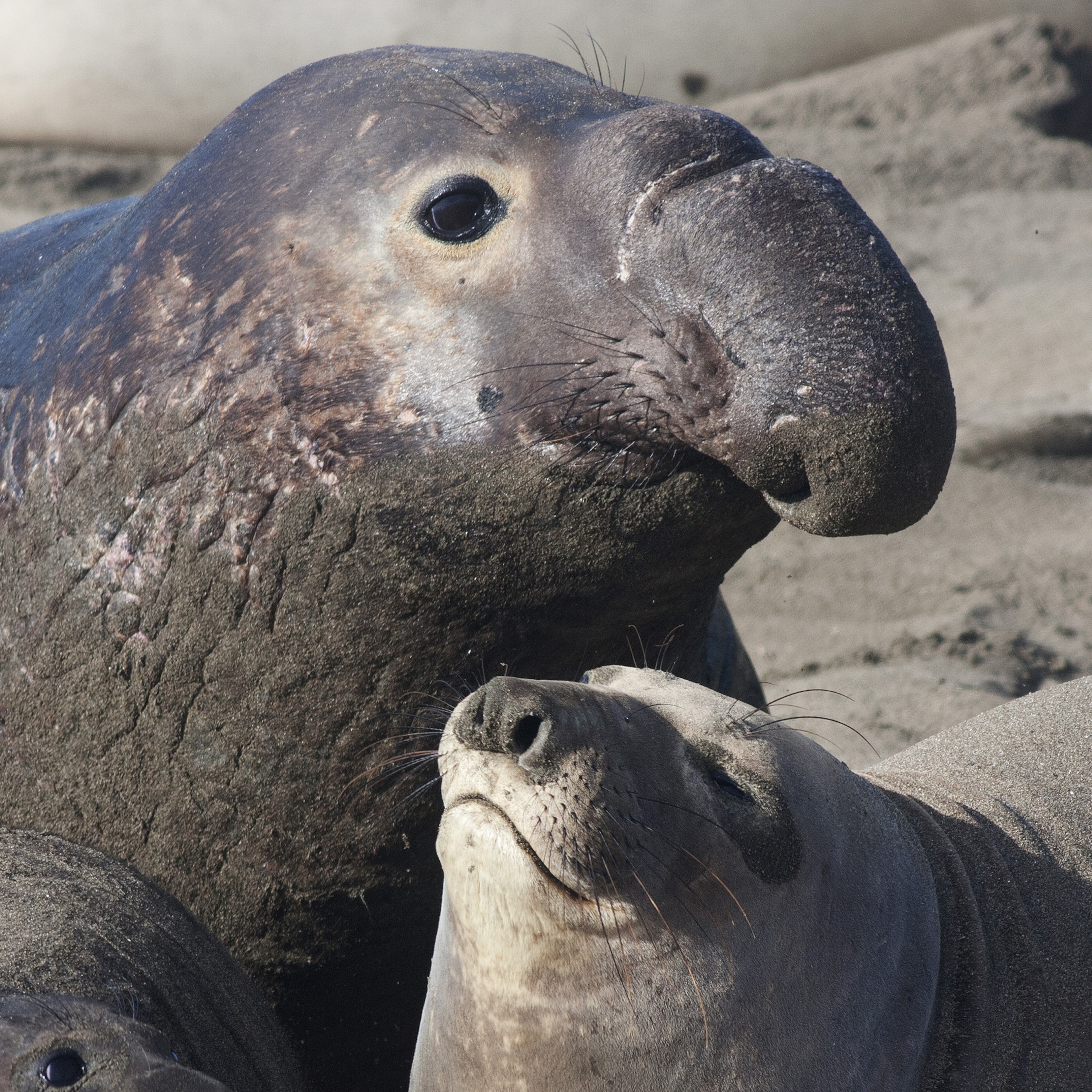 funny seal face