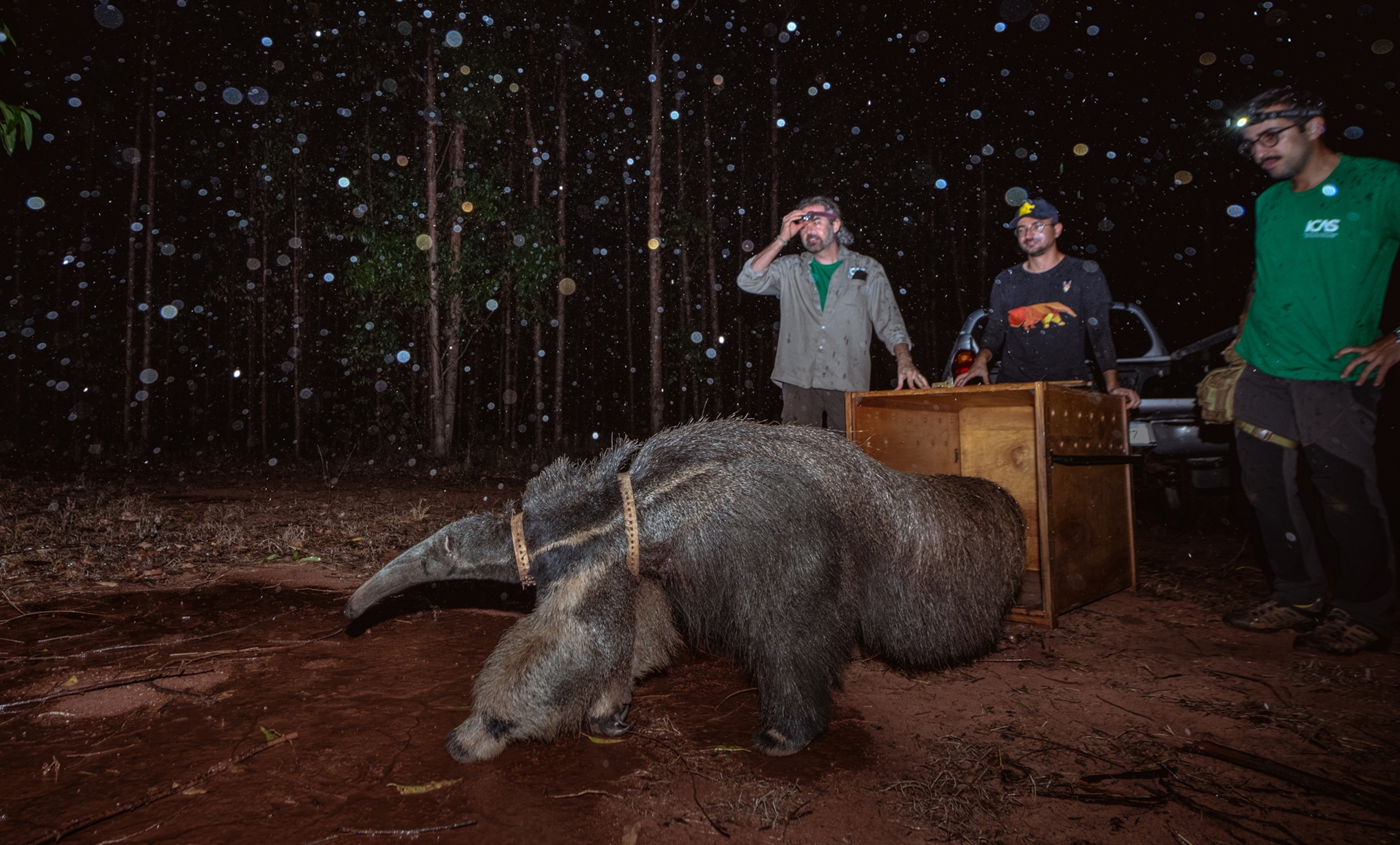 An anteater walks on red muddy ground at night. There is a large, open wooden crate behind it and three men standing behind the crate. They are in a dark, wooded are.
