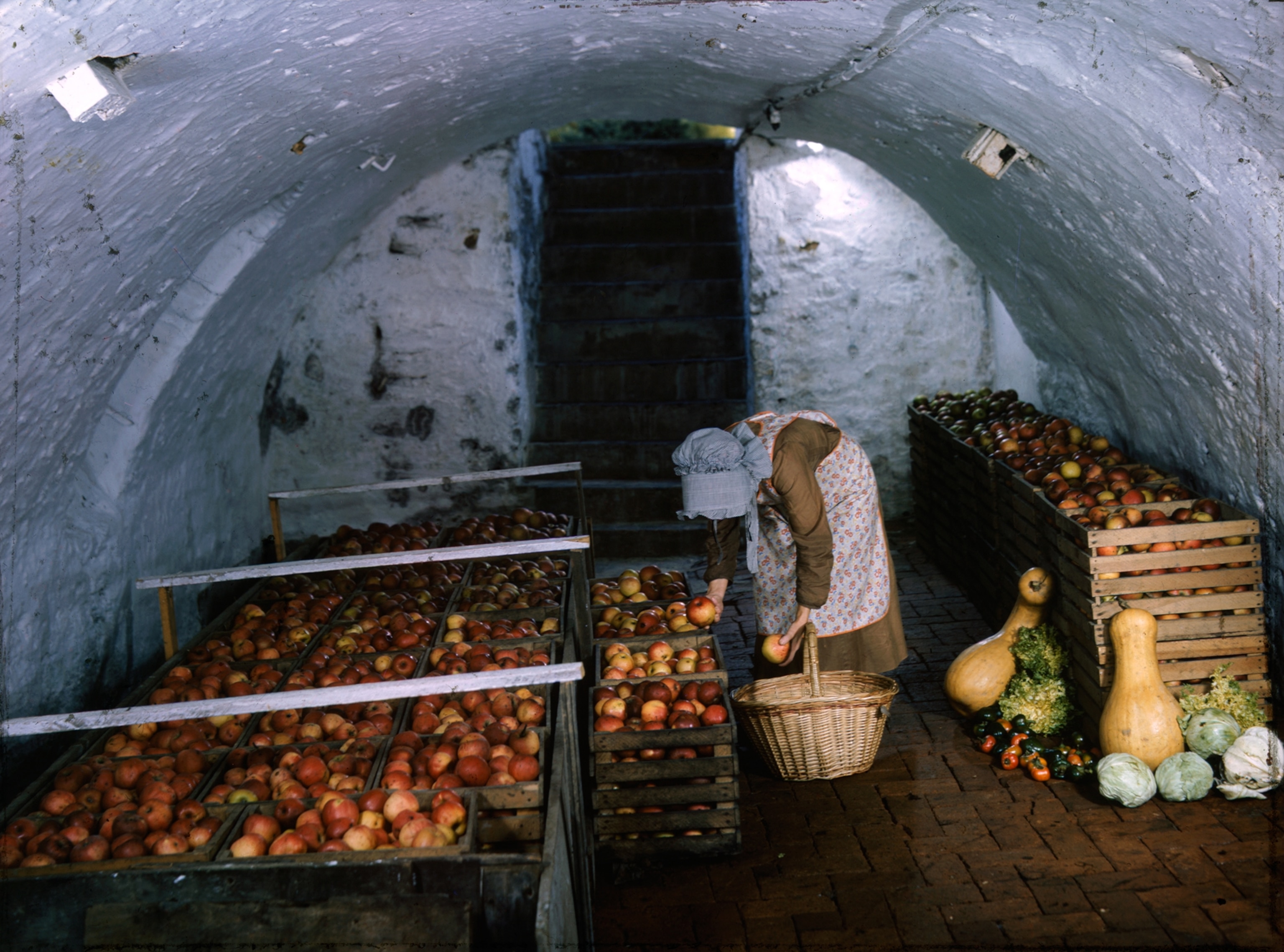 woman selecting apples to make pie