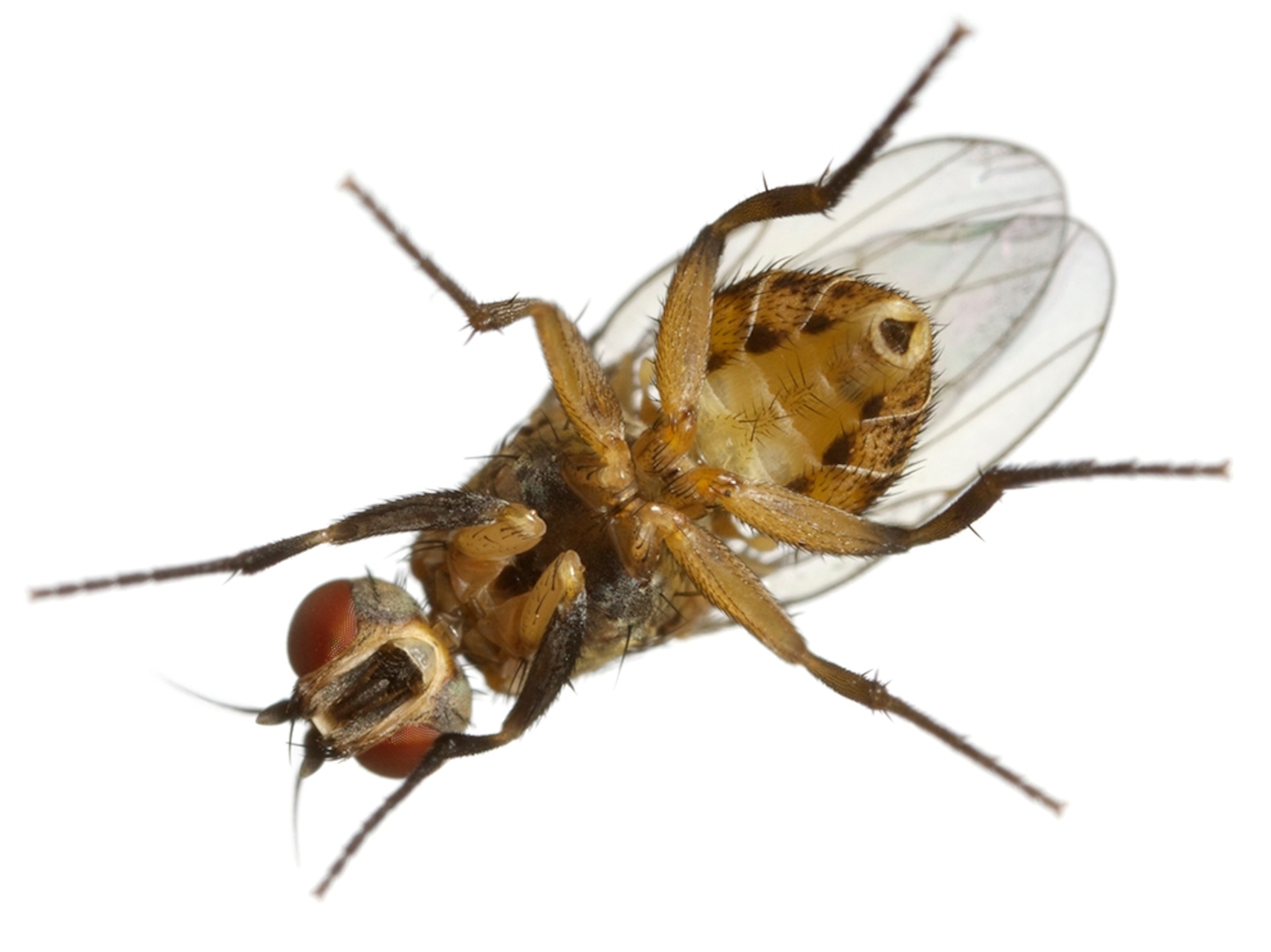 Common Name: Atherigona house fly, Scientific Name: Atherigona (orientalis?), Magnification: 3x,