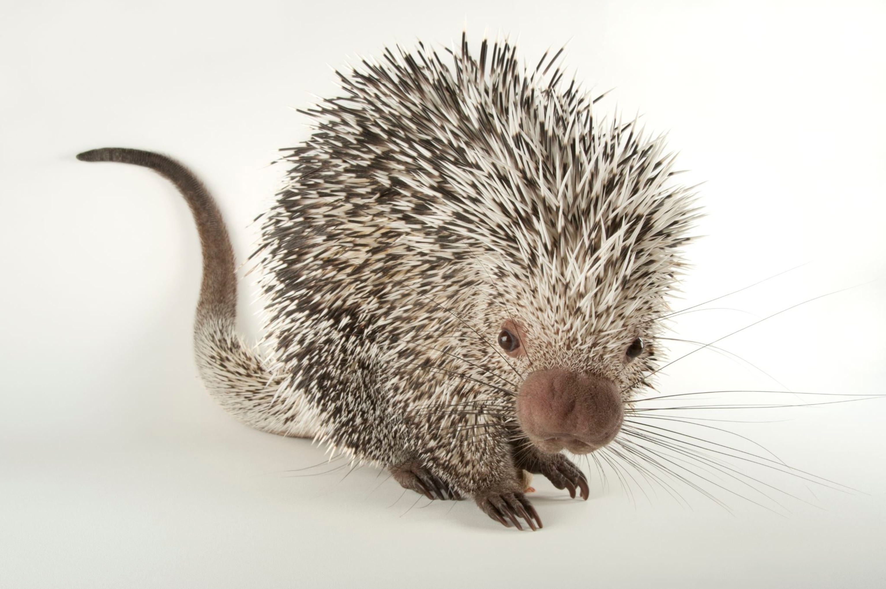 Porcupines National Geographic