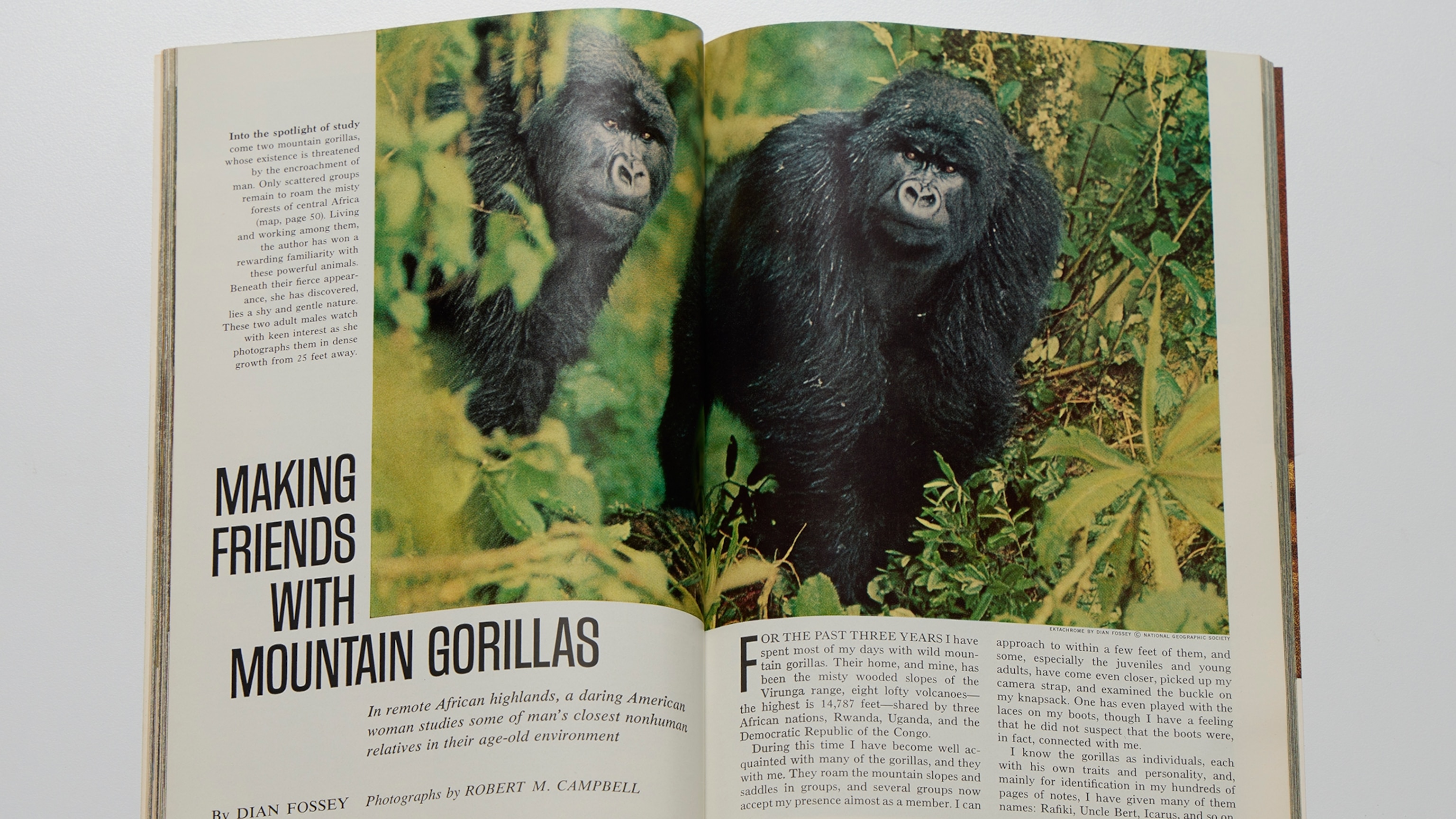 Dian Fossey's Original Story on Life With the Gorillas