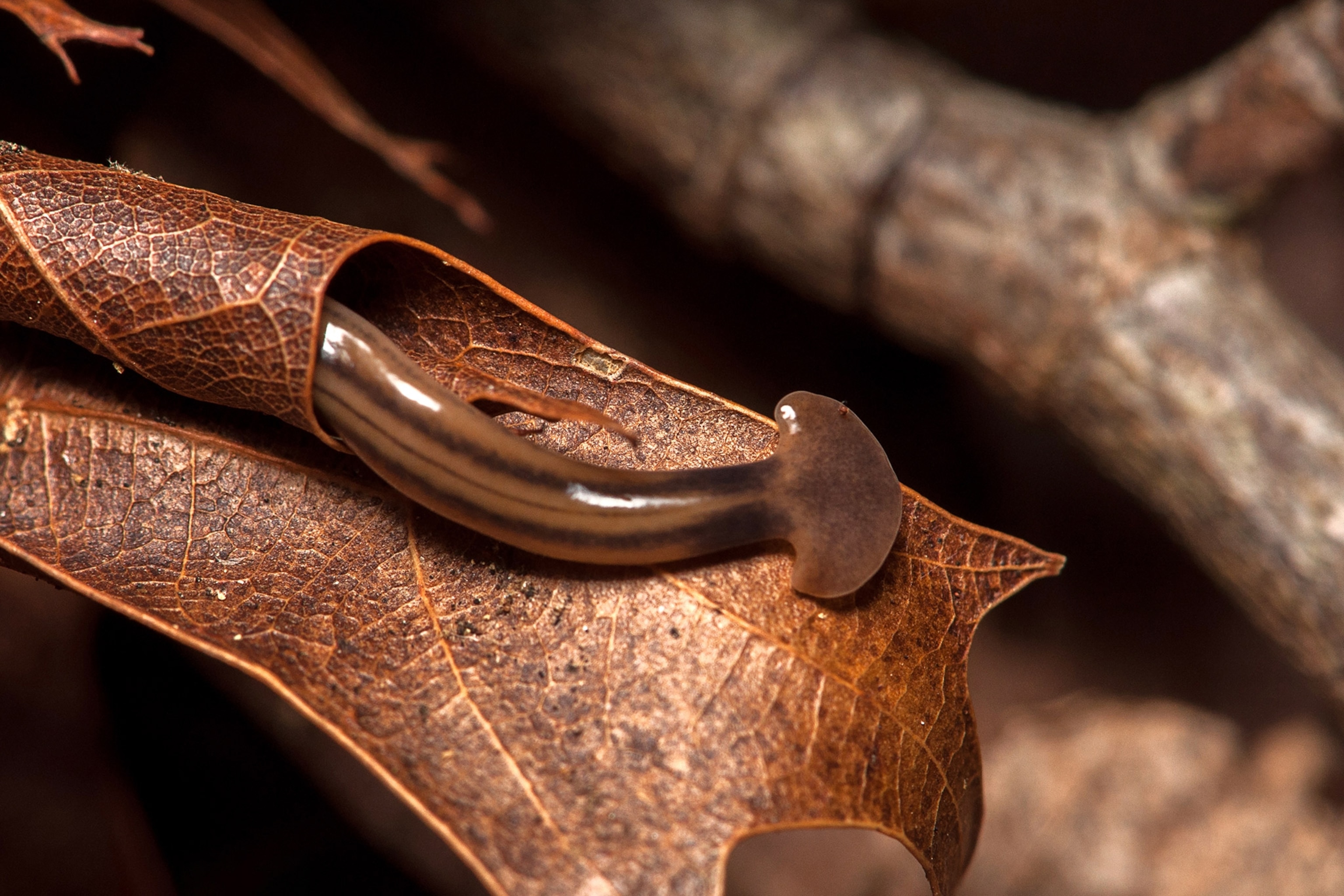 Meet the hammerhead worm The invasive species coming to a backyard