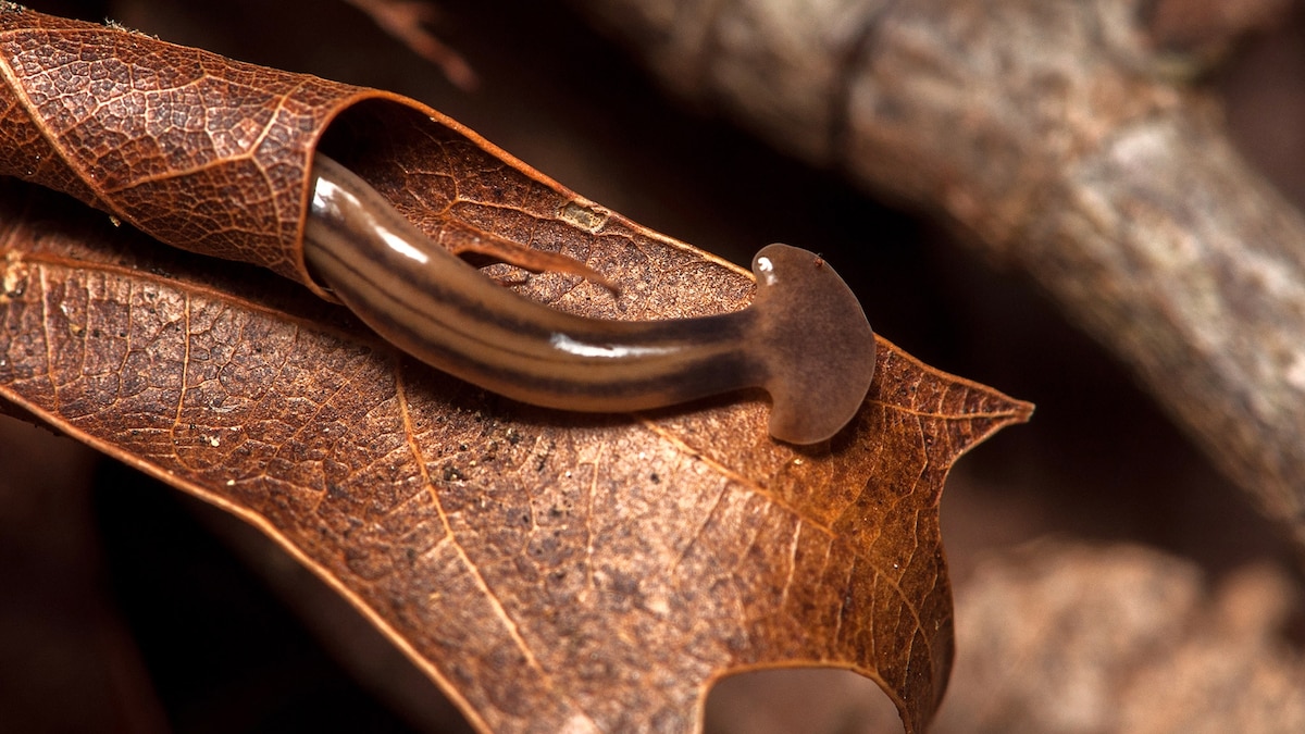 Meet the hammerhead worm: The invasive species coming to a backyard