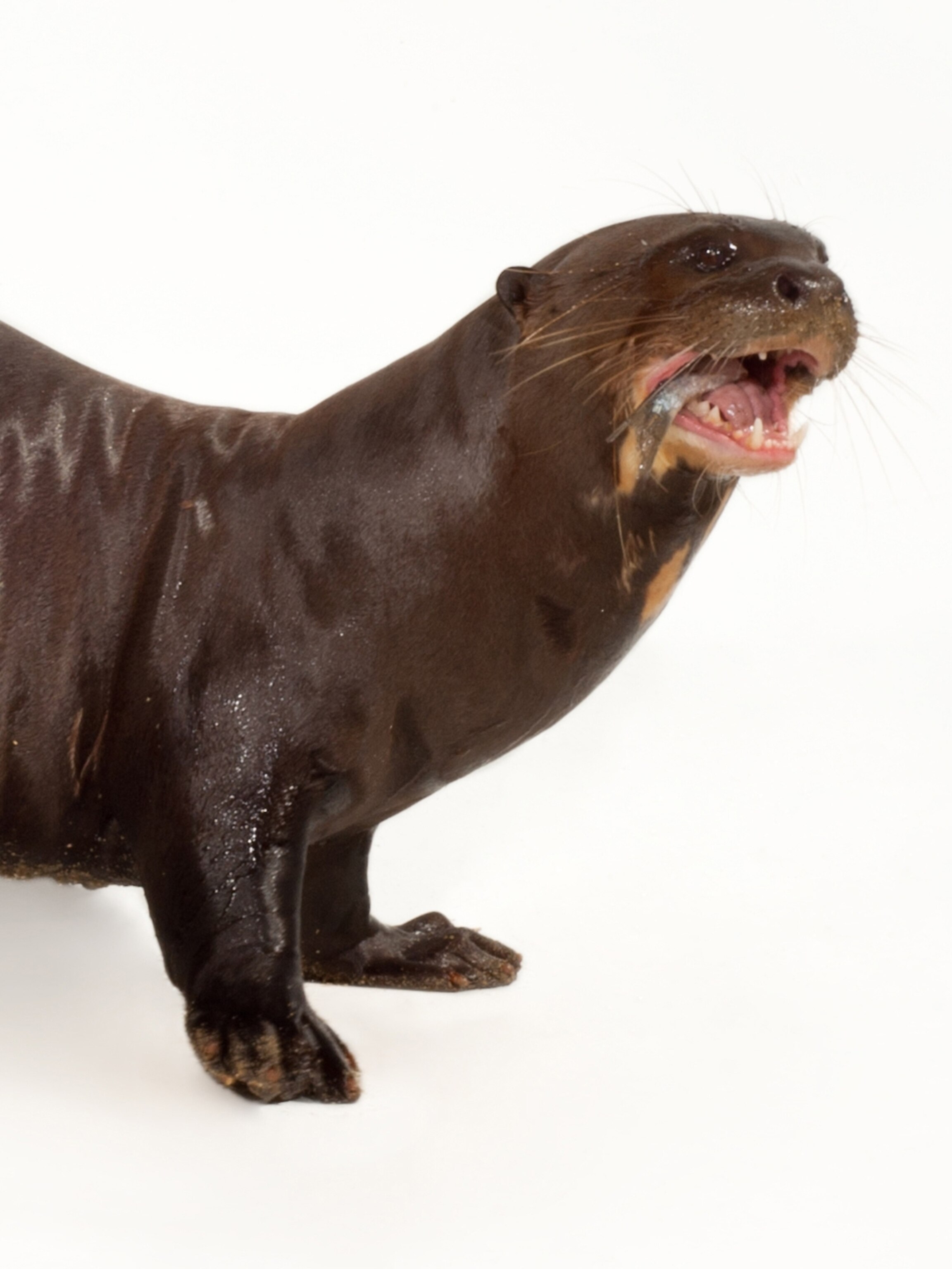 Giant Otter National Geographic