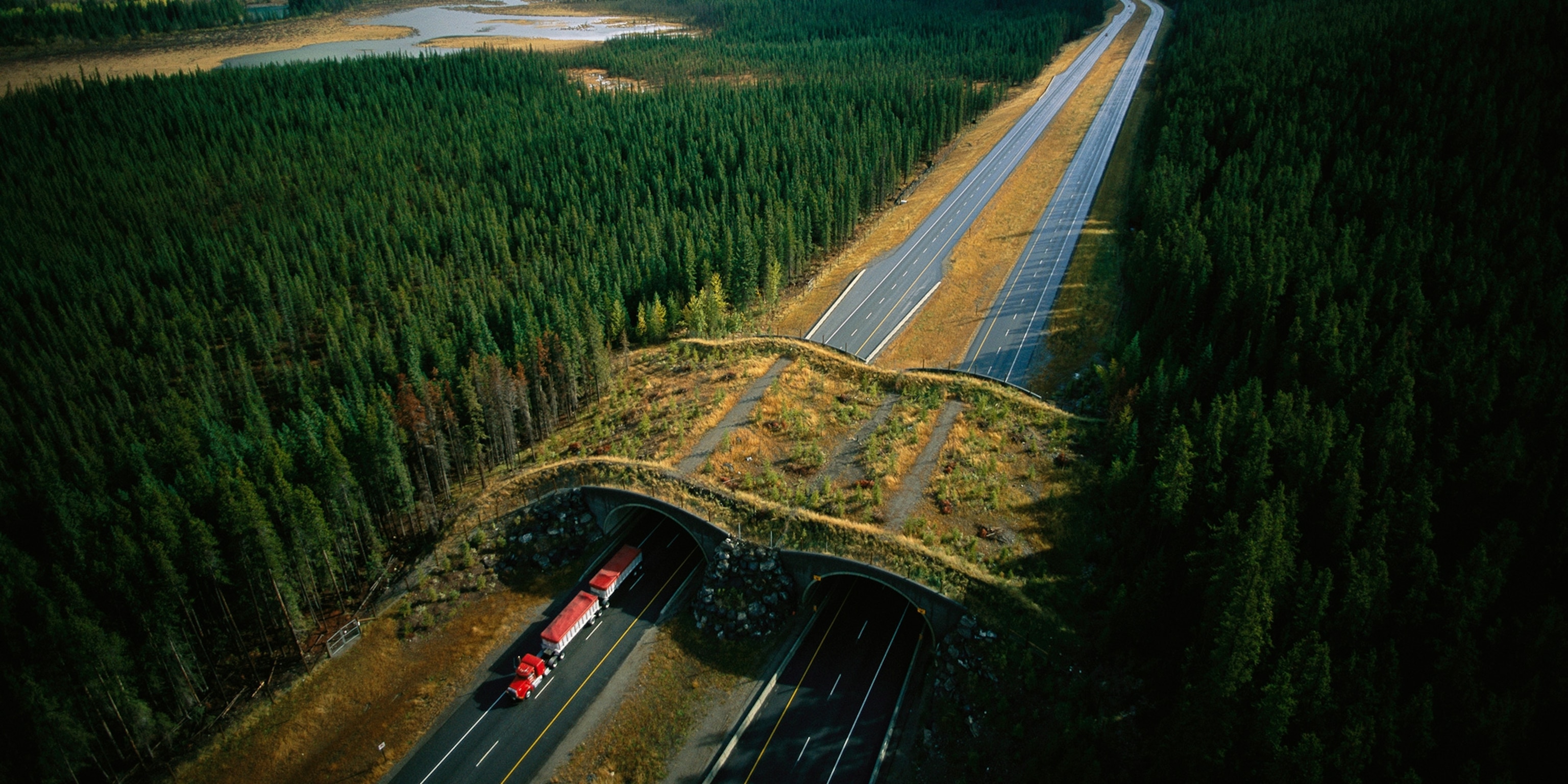 How wildlife bridges over highways make animals—and people—safer