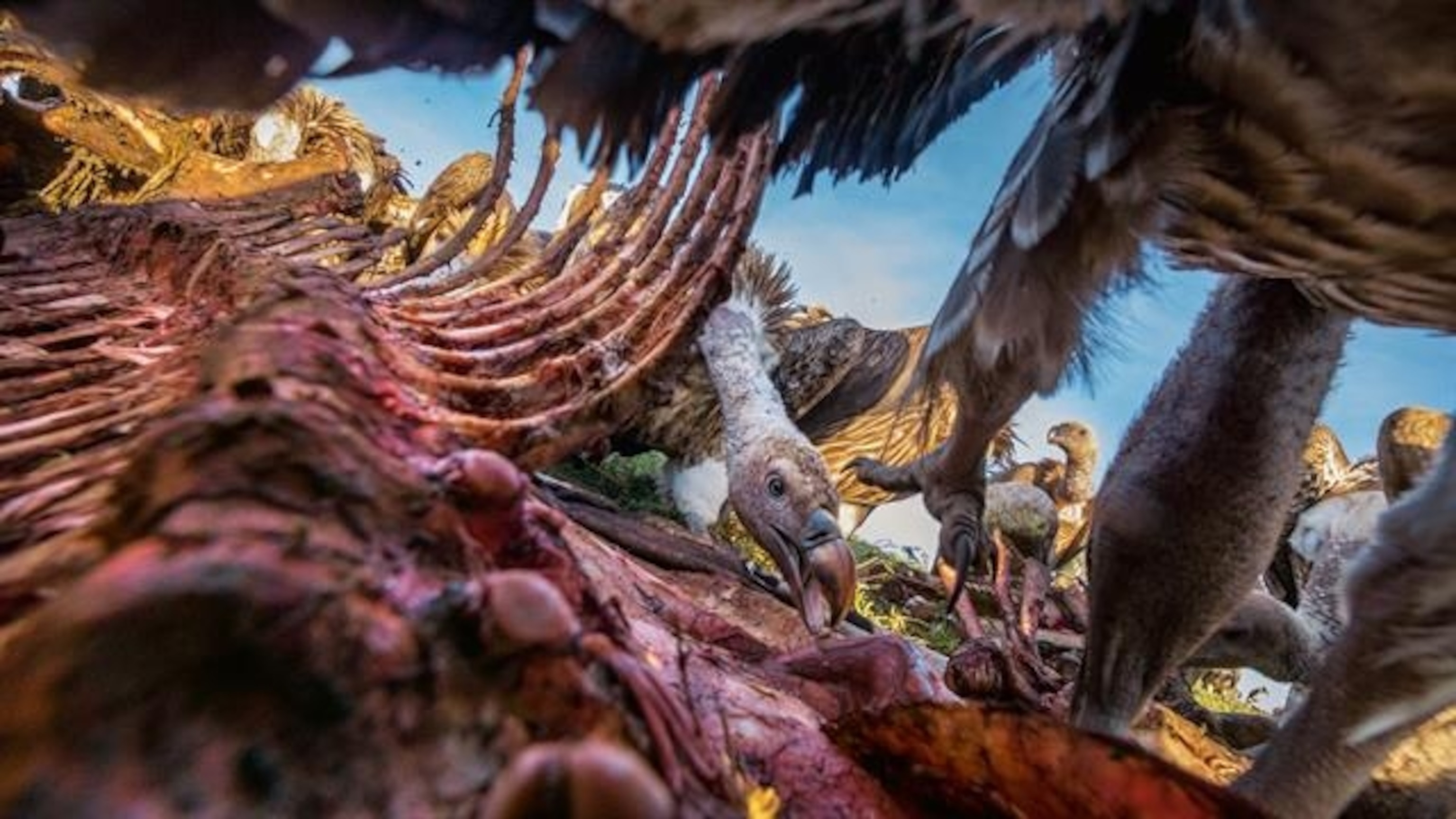 Vultures Are Revolting. Here's Why We Need to Save Them