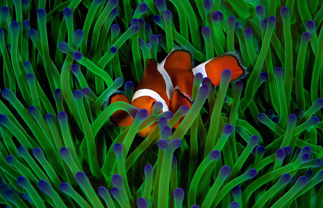 underwater-fish-photography