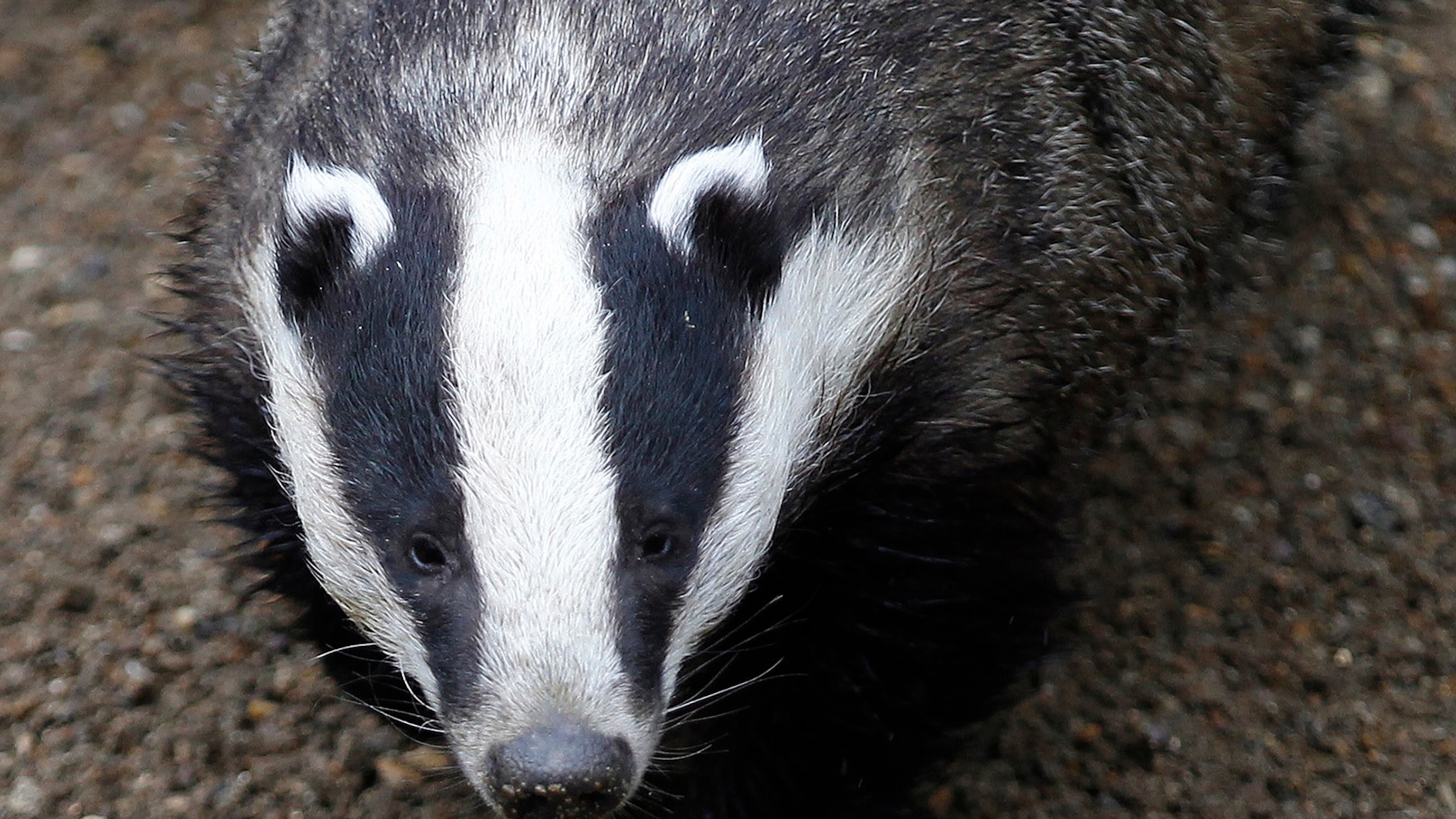 Killing Wildlife The Pros And Cons Of Culling Animals